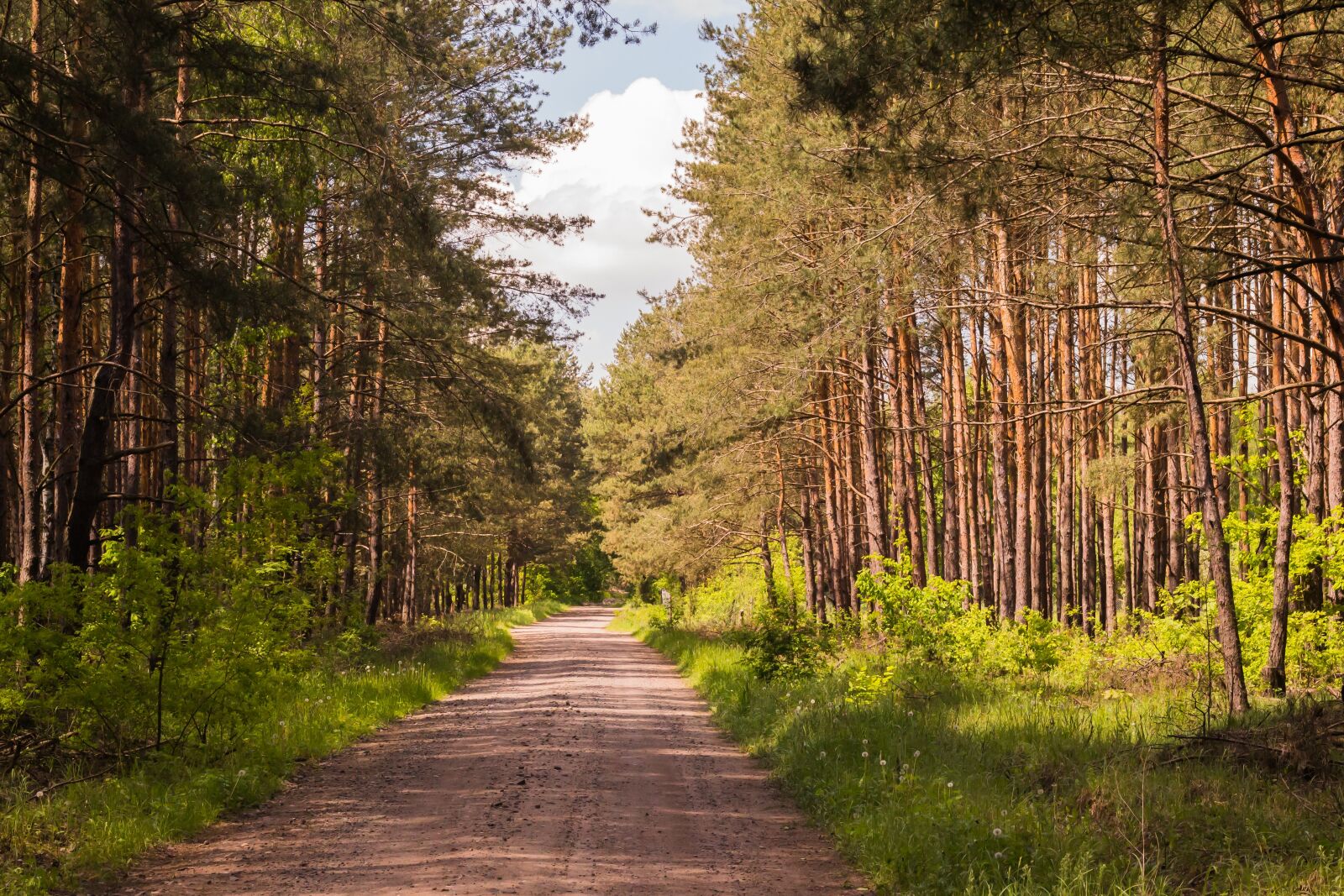 Canon EOS 700D (EOS Rebel T5i / EOS Kiss X7i) + Canon EF 50mm F1.8 II sample photo. Forest, summer, trees photography