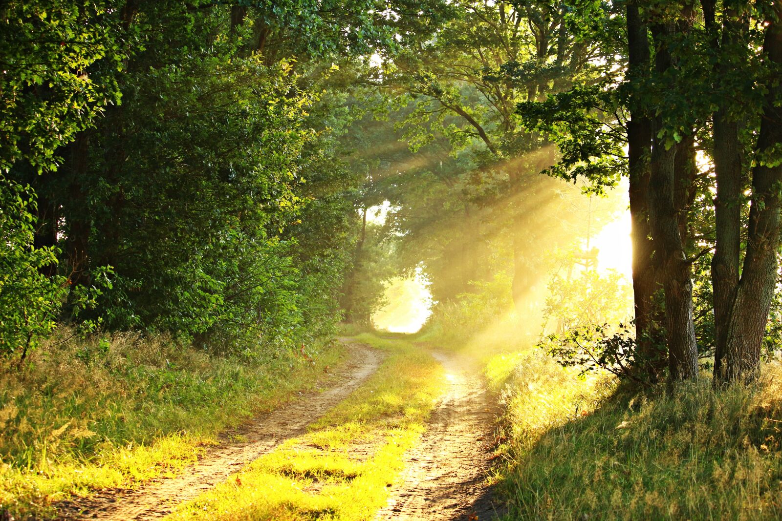 Canon EOS 100D (EOS Rebel SL1 / EOS Kiss X7) sample photo. Light, morning mist, sunbeam photography