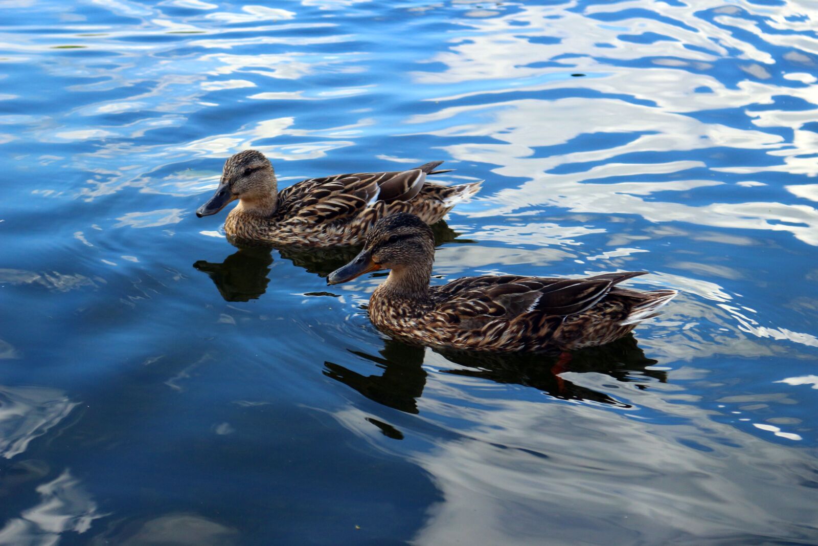 Canon EOS 100D (EOS Rebel SL1 / EOS Kiss X7) sample photo. Bird, duck, water photography
