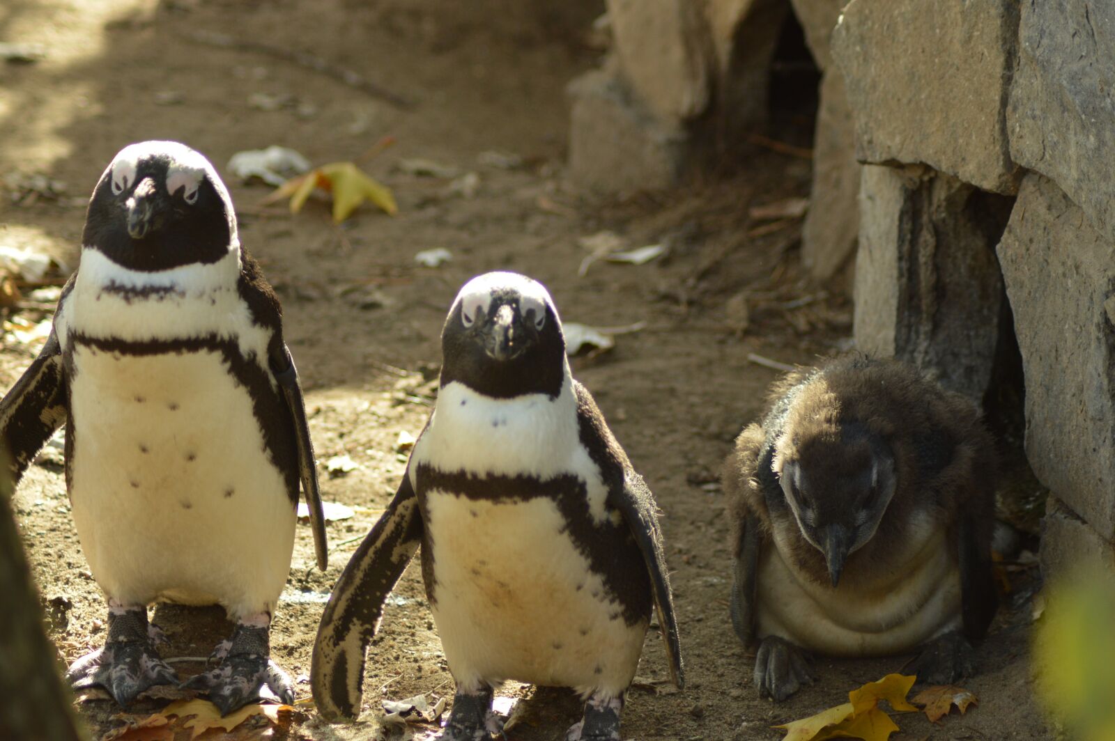Nikon D3200 sample photo. Animal, penguin, family photography