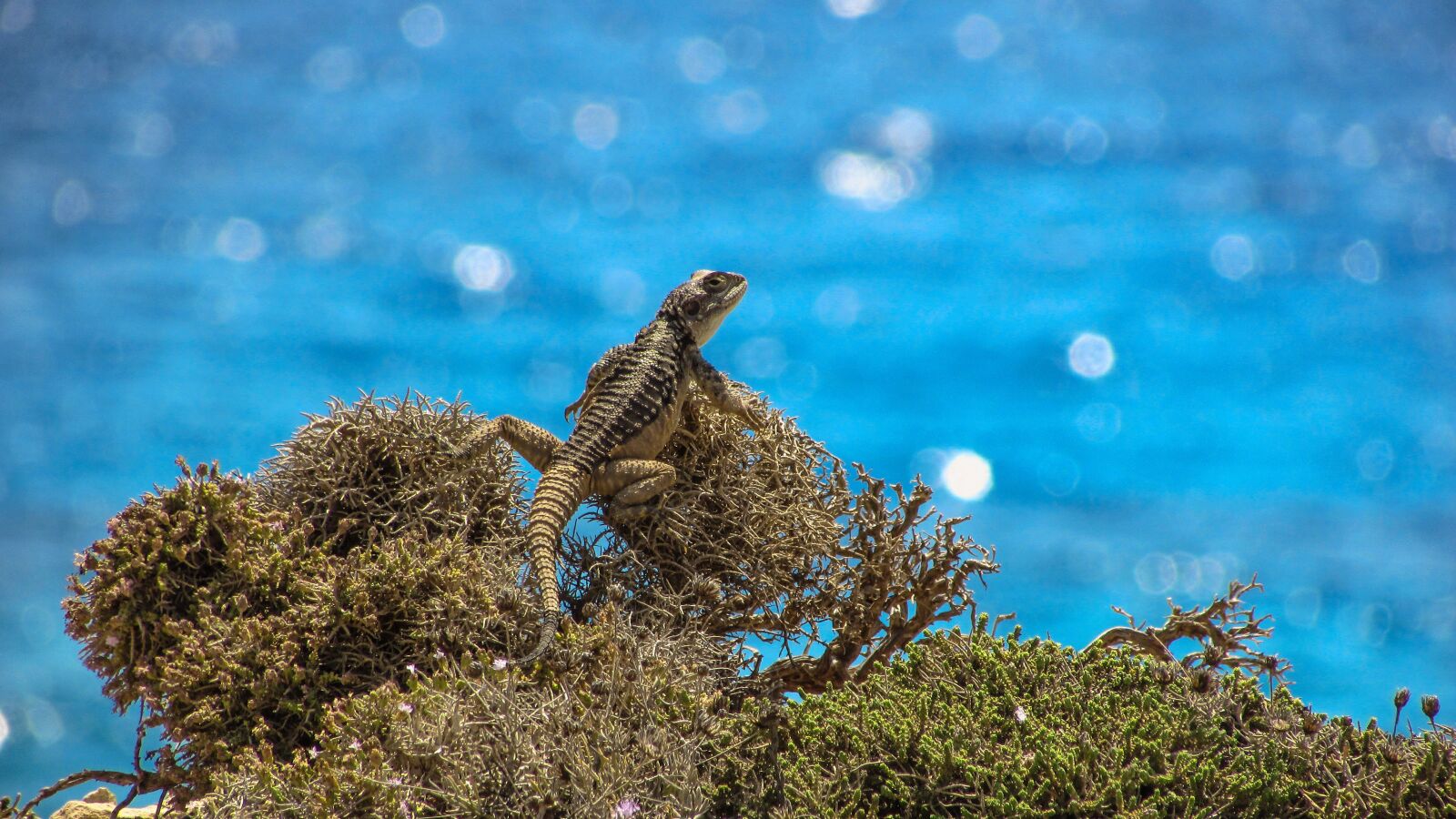 Canon PowerShot SX400 IS sample photo. Cyprus, lizard, kurkutas photography