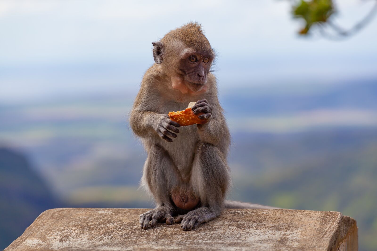 Canon EF 70-200mm F4L USM sample photo. Long tailed macaque, crab-eating photography
