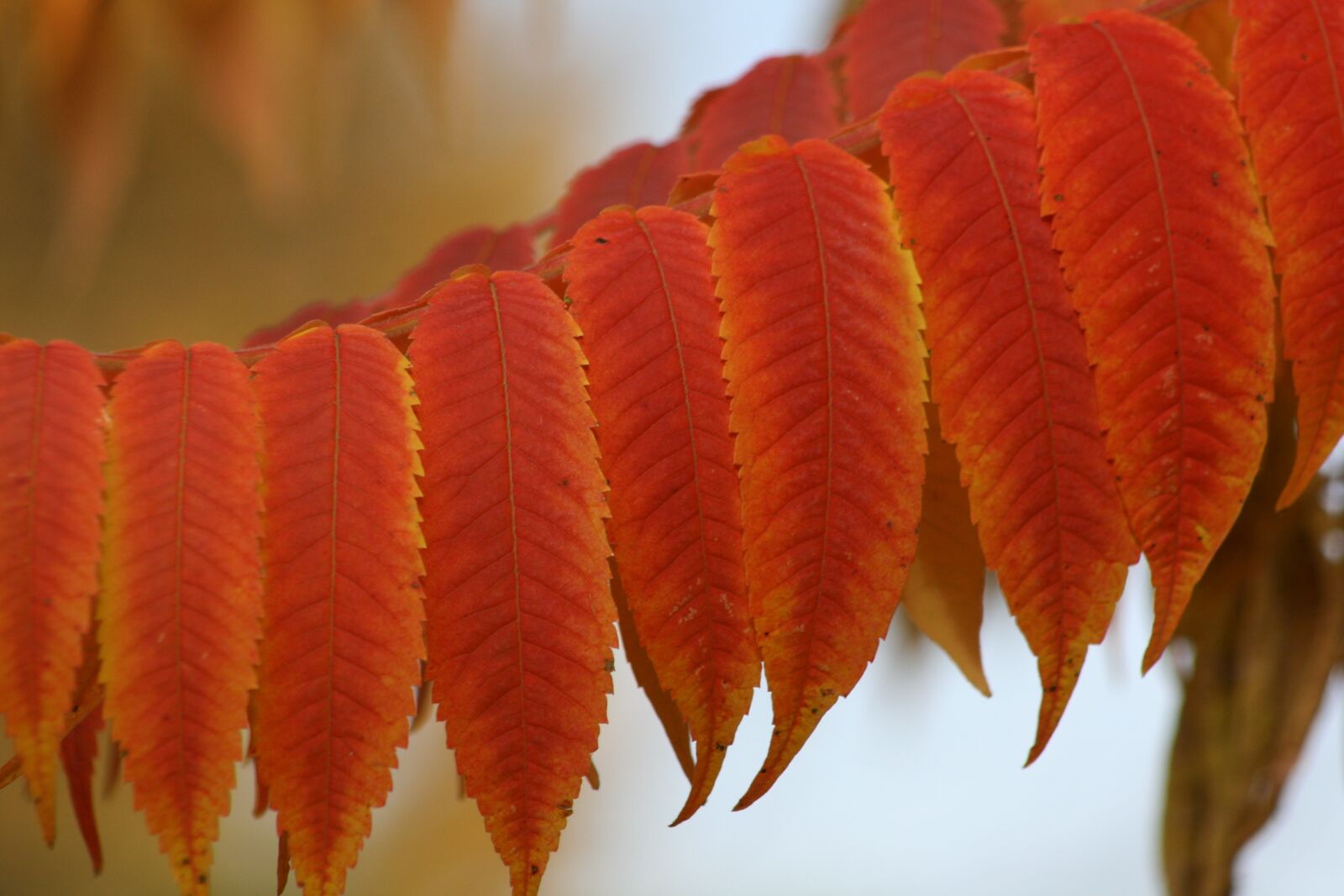 Canon EOS 400D (EOS Digital Rebel XTi / EOS Kiss Digital X) sample photo. Autumn, leaves, fall foliage photography