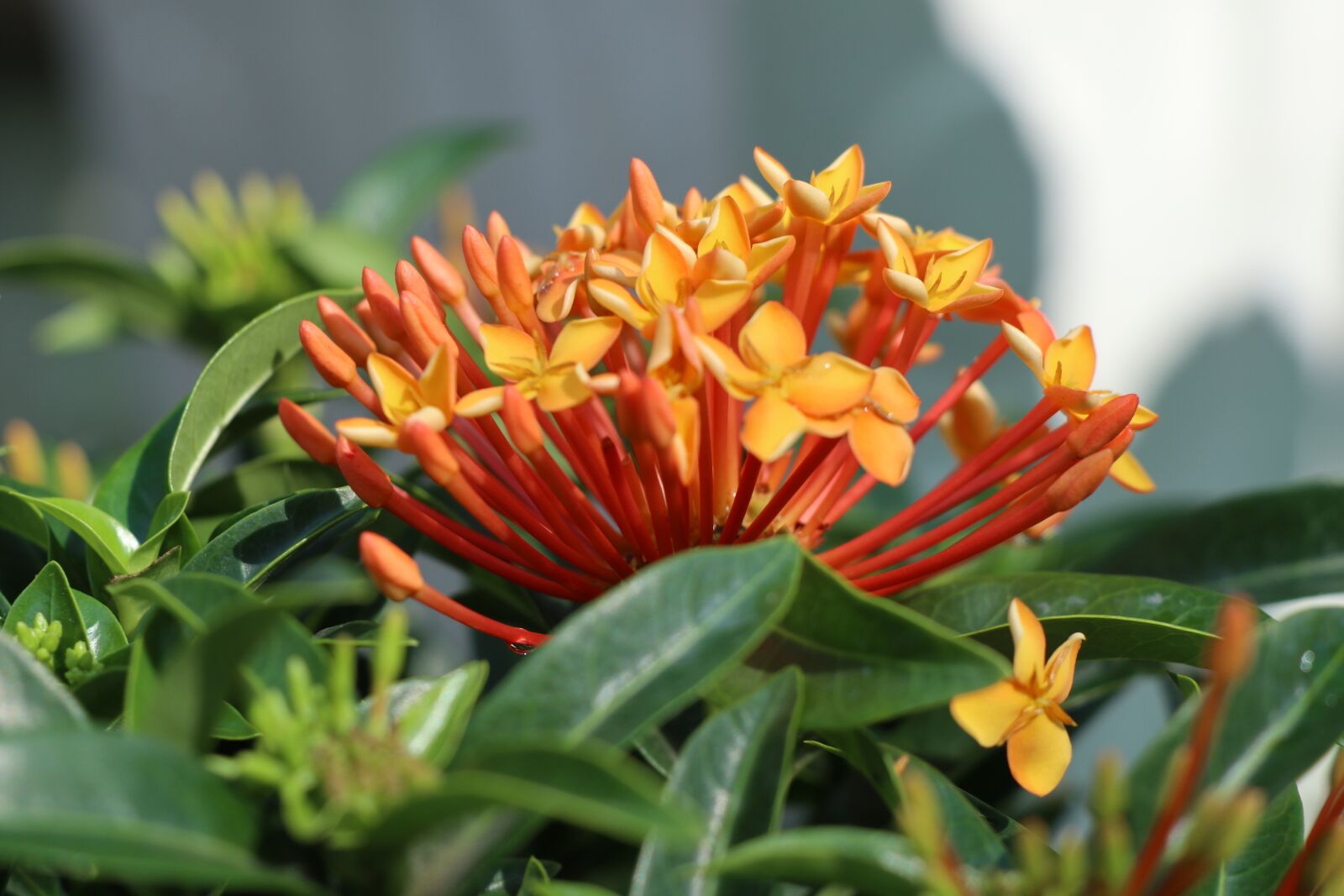 Canon EF-M 18-150mm F3.5-6.3 IS STM sample photo. Orange fire flower, multi photography