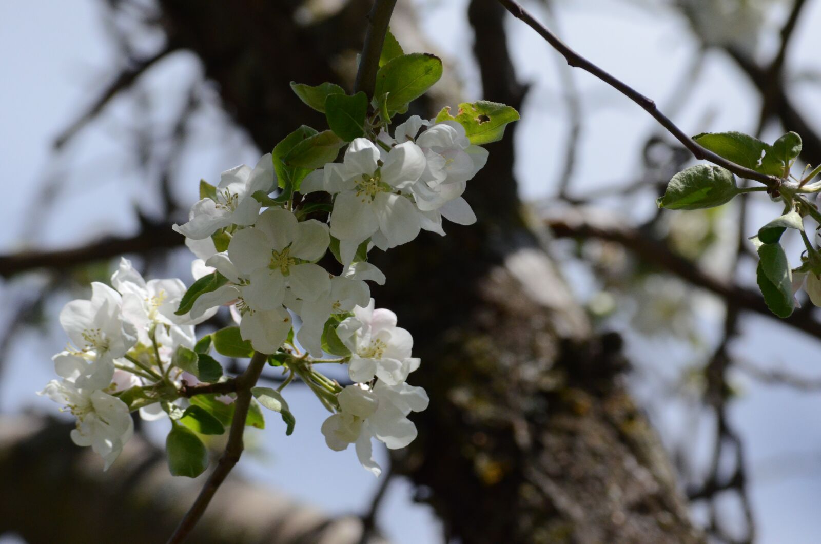 Nikon D5100 sample photo. Tree, branch, flower photography
