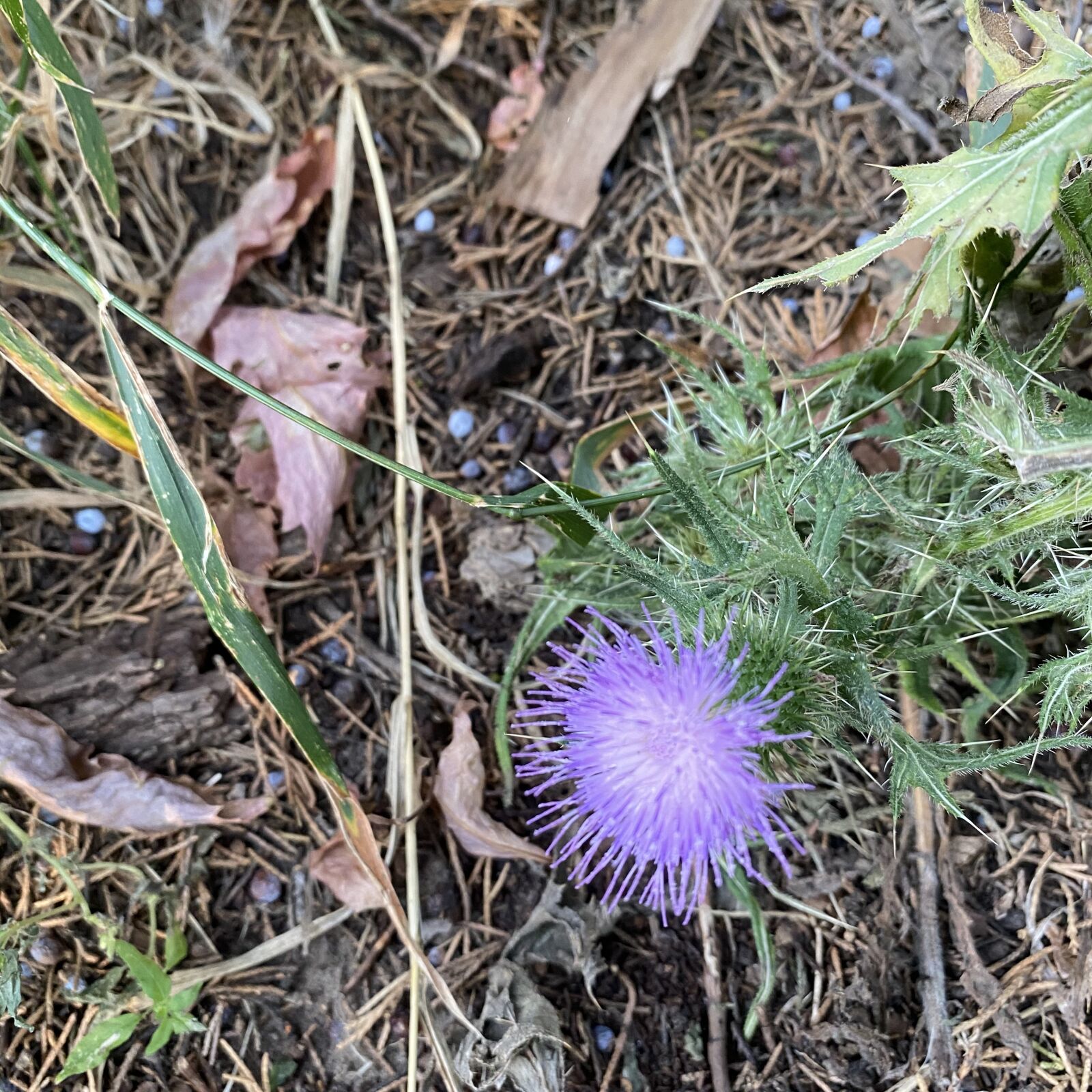 Apple iPhone 11 Pro Max sample photo. Thistle, purple, flower photography