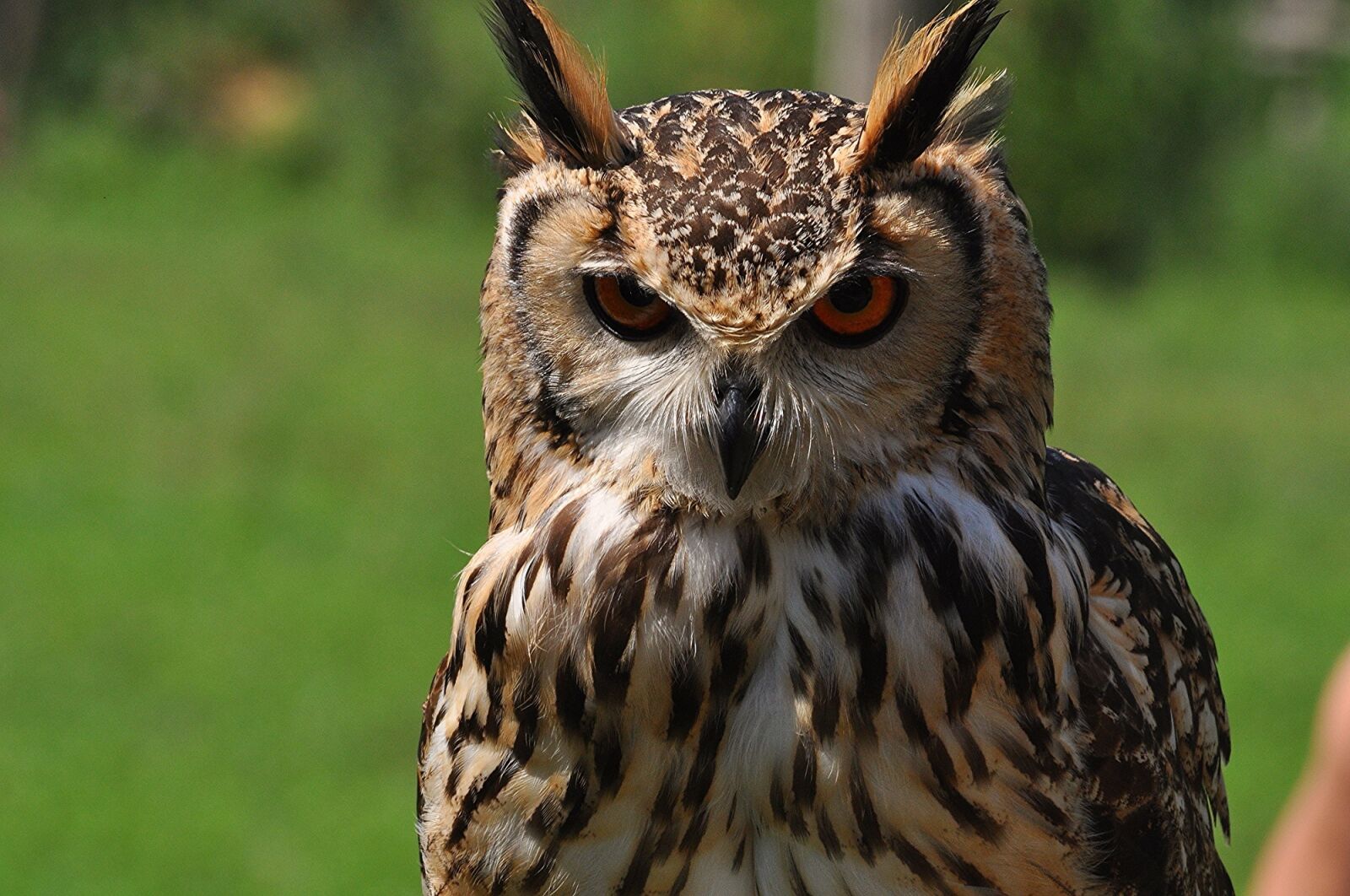 Nikon D5000 sample photo. Eurasian eagle owl, bird photography