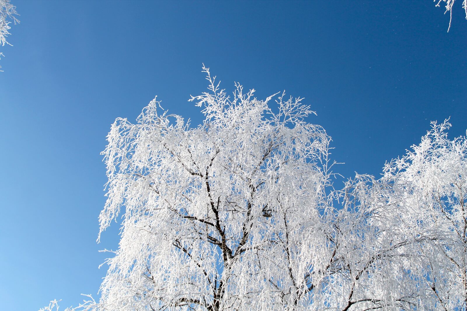 Canon EOS 1100D (EOS Rebel T3 / EOS Kiss X50) sample photo. Winter, tree, ice photography