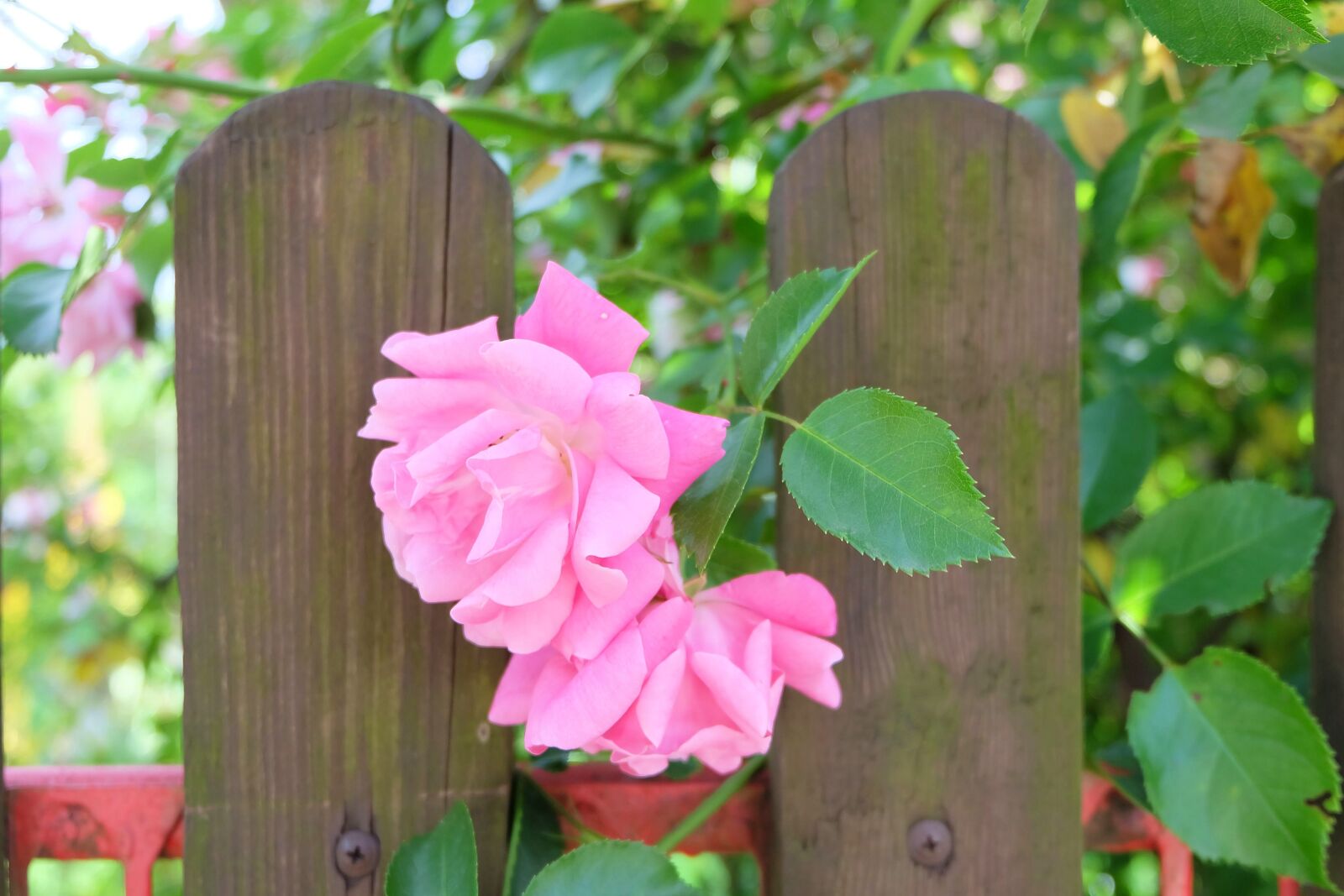 Fujifilm X-A2 + Fujifilm XC 16-50mm F3.5-5.6 OIS II sample photo. Fence, roses, pink roses photography