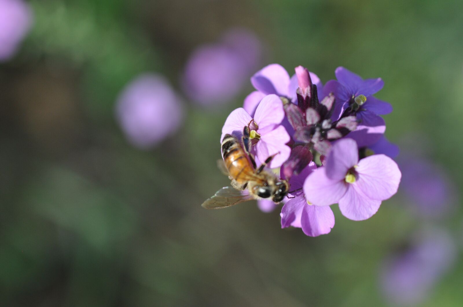 Nikon D5000 sample photo. Bee, blossom, bloom photography