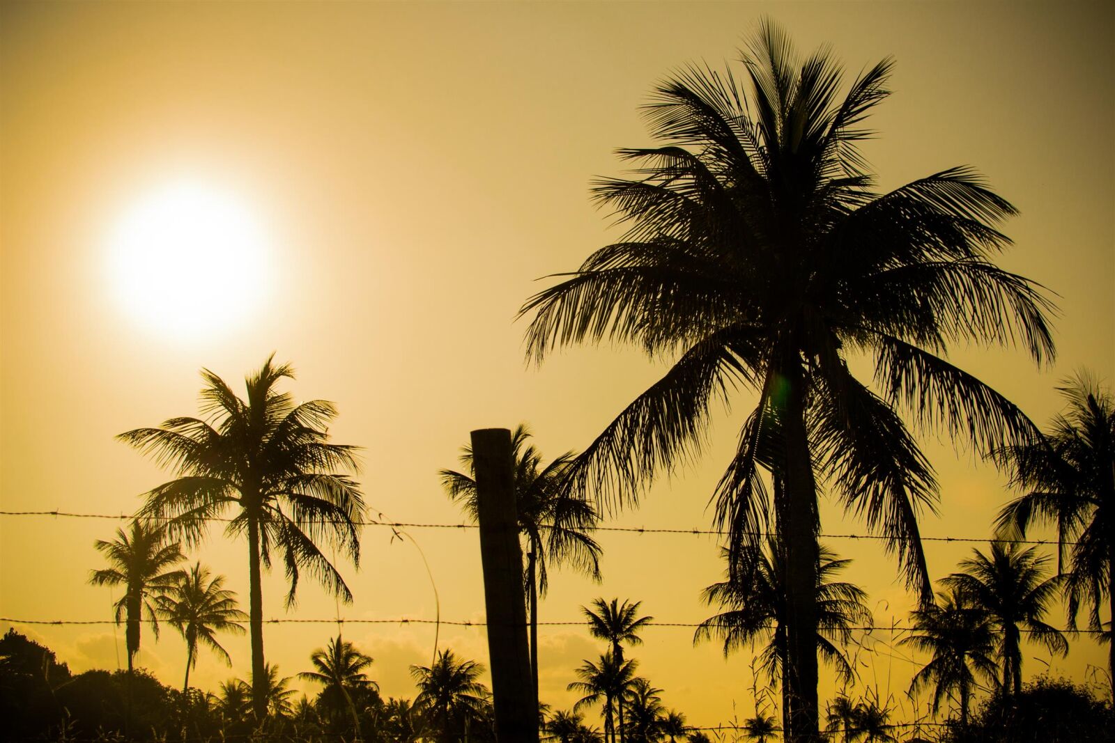 Nikon D3100 sample photo. 35mm, hot, sun, palmtree photography