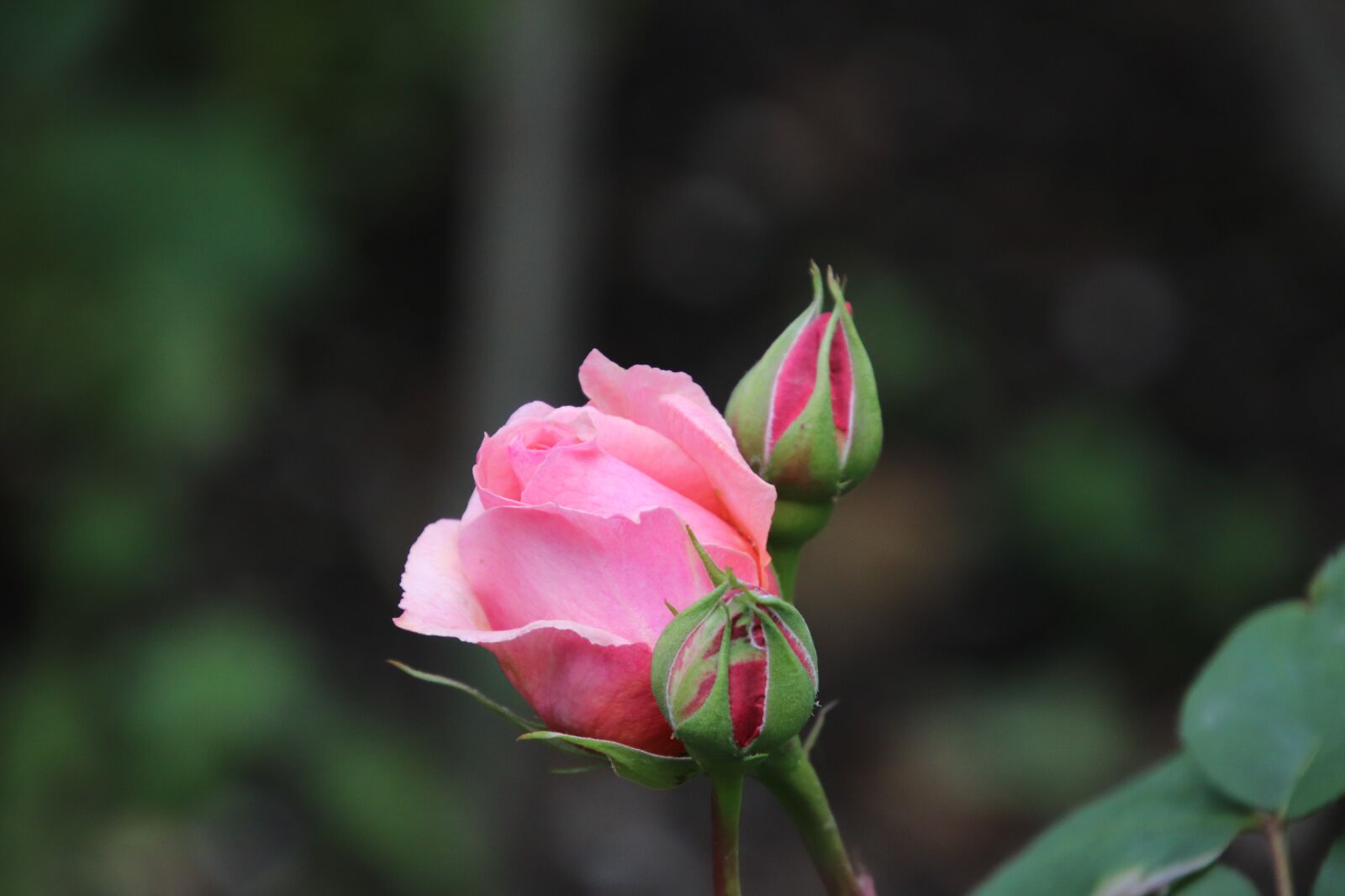 Canon EOS 800D (EOS Rebel T7i / EOS Kiss X9i) sample photo. Pink, rose bud, color photography