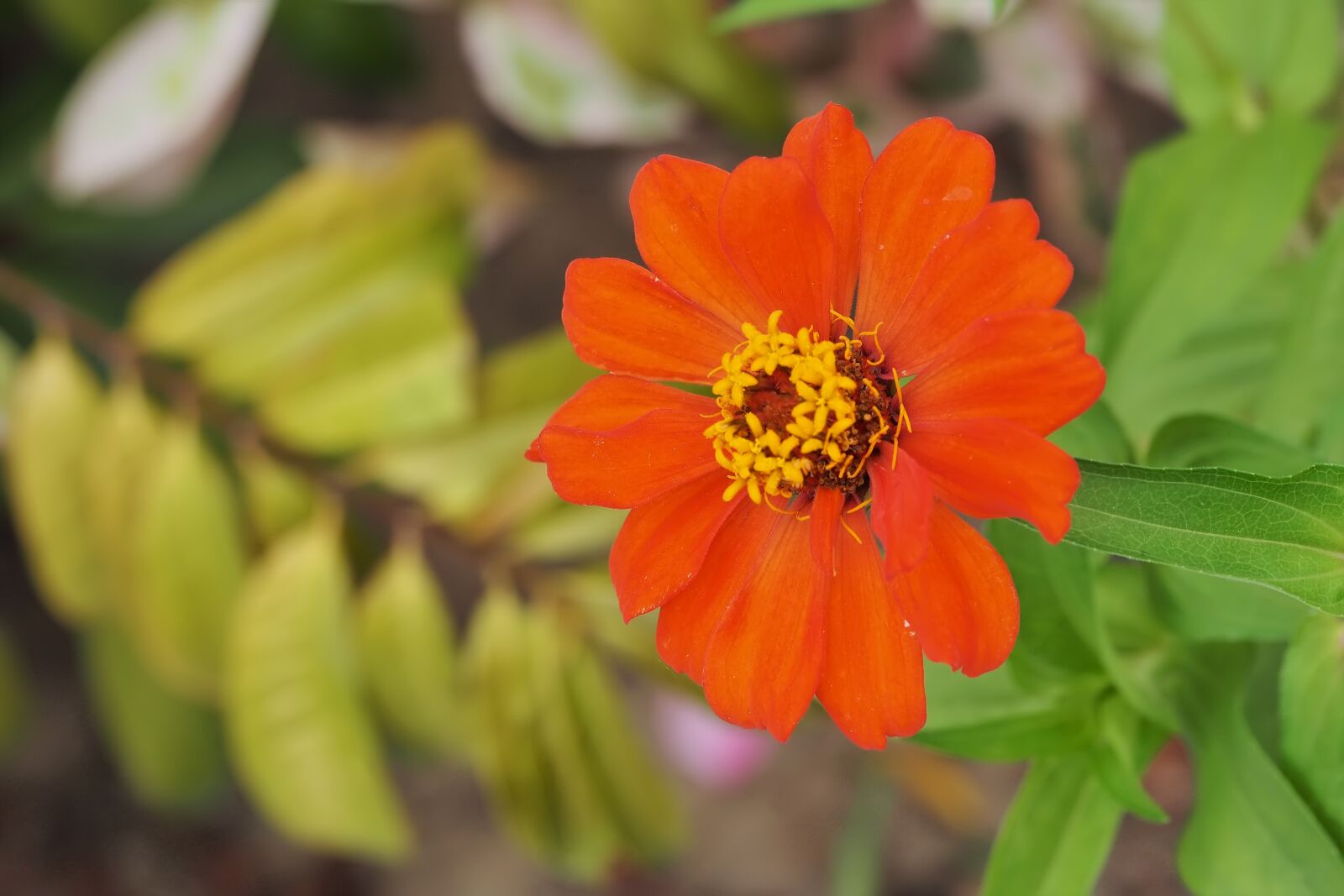 Olympus M.Zuiko Digital ED 60mm F2.8 Macro sample photo. Nature, flora, flower photography