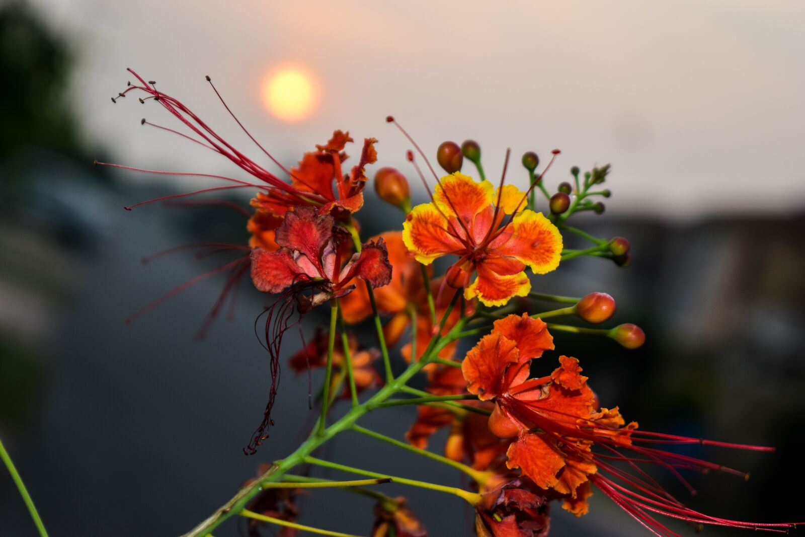 Nikon D3500 sample photo. Morning, flowers, bloom photography