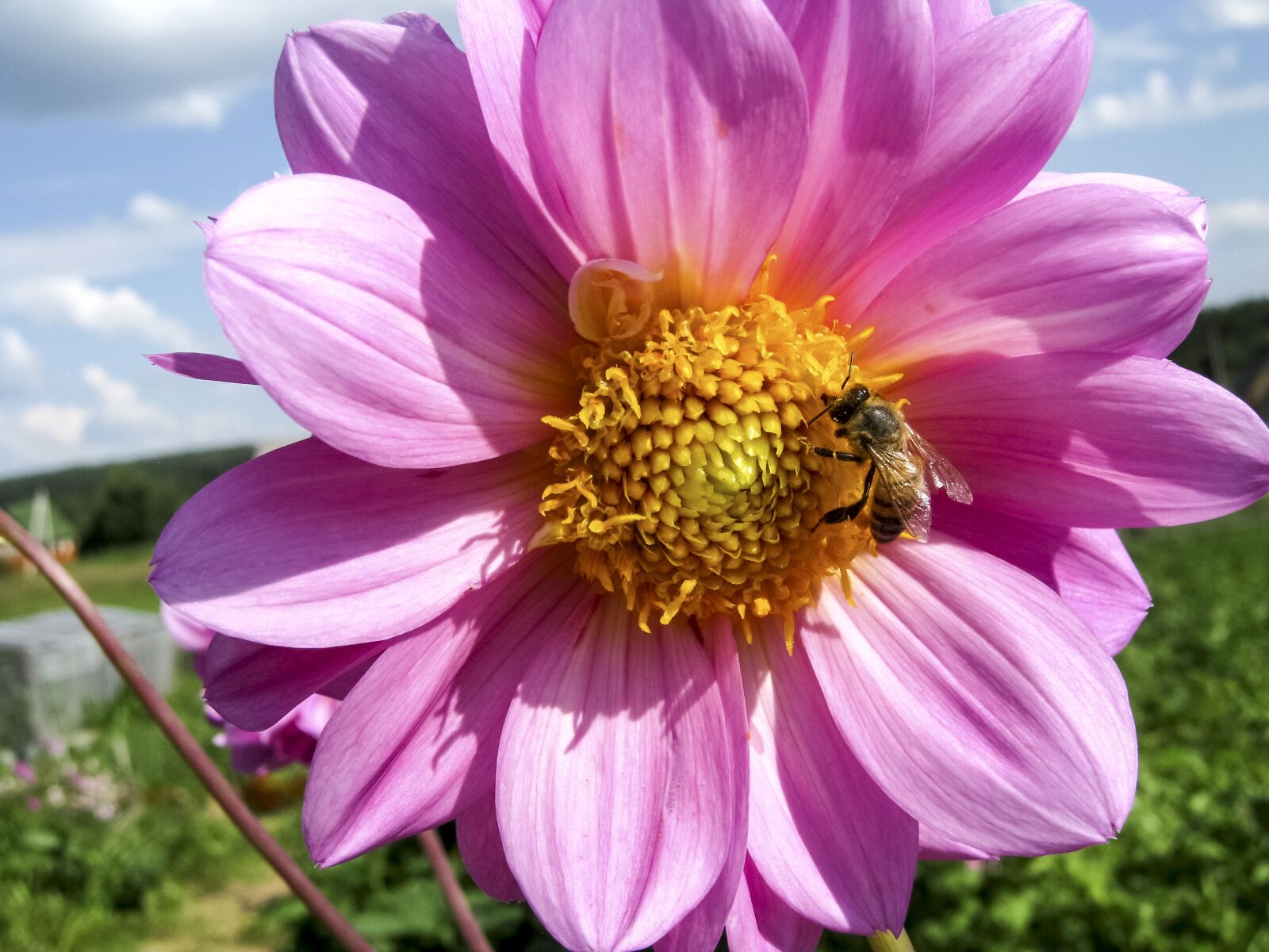 Canon PowerShot A480 sample photo. Dahlia, flower, bee photography