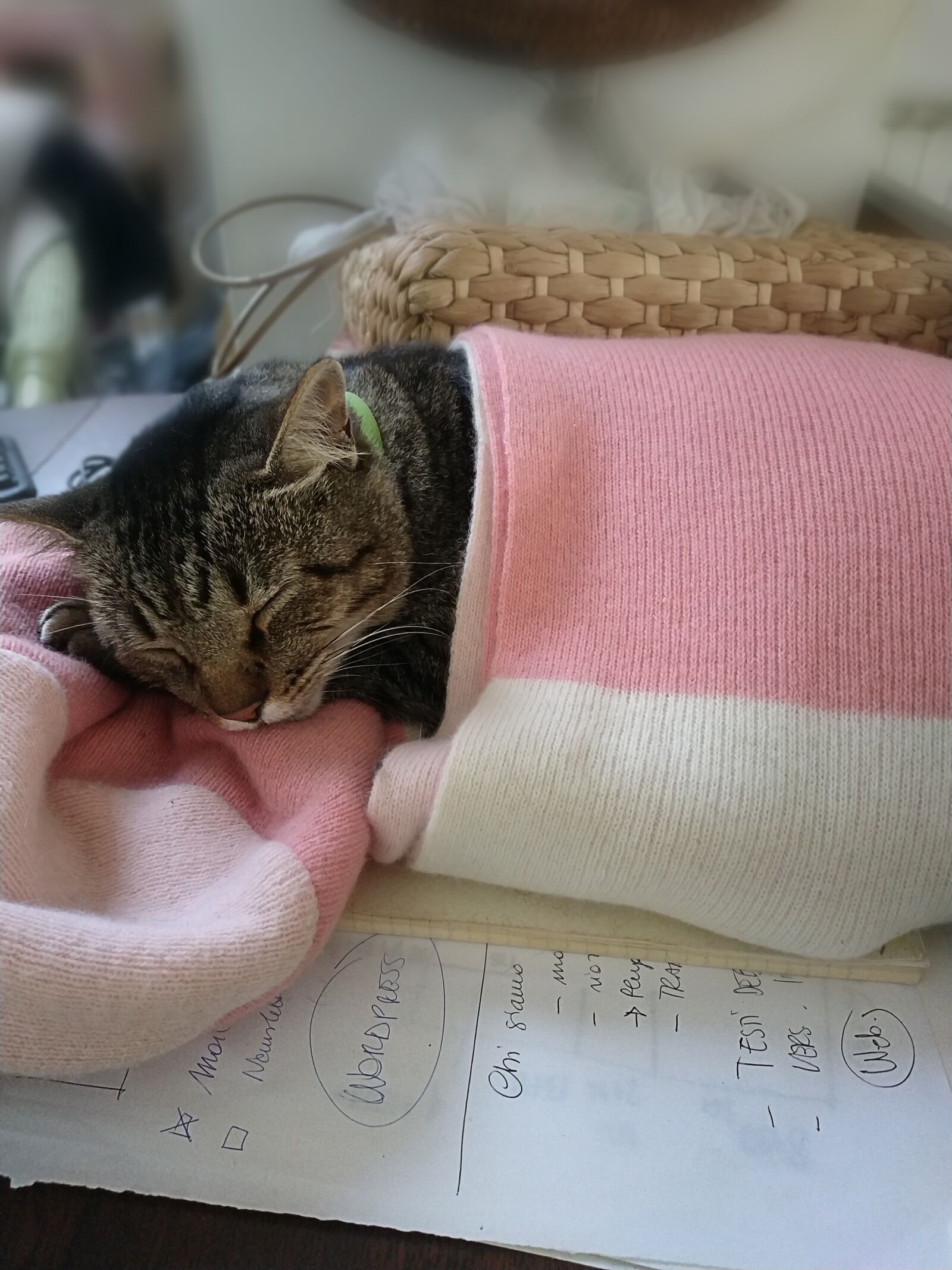 Xiaomi Redmi Note 5 sample photo. Cat, sleep, sleeping photography