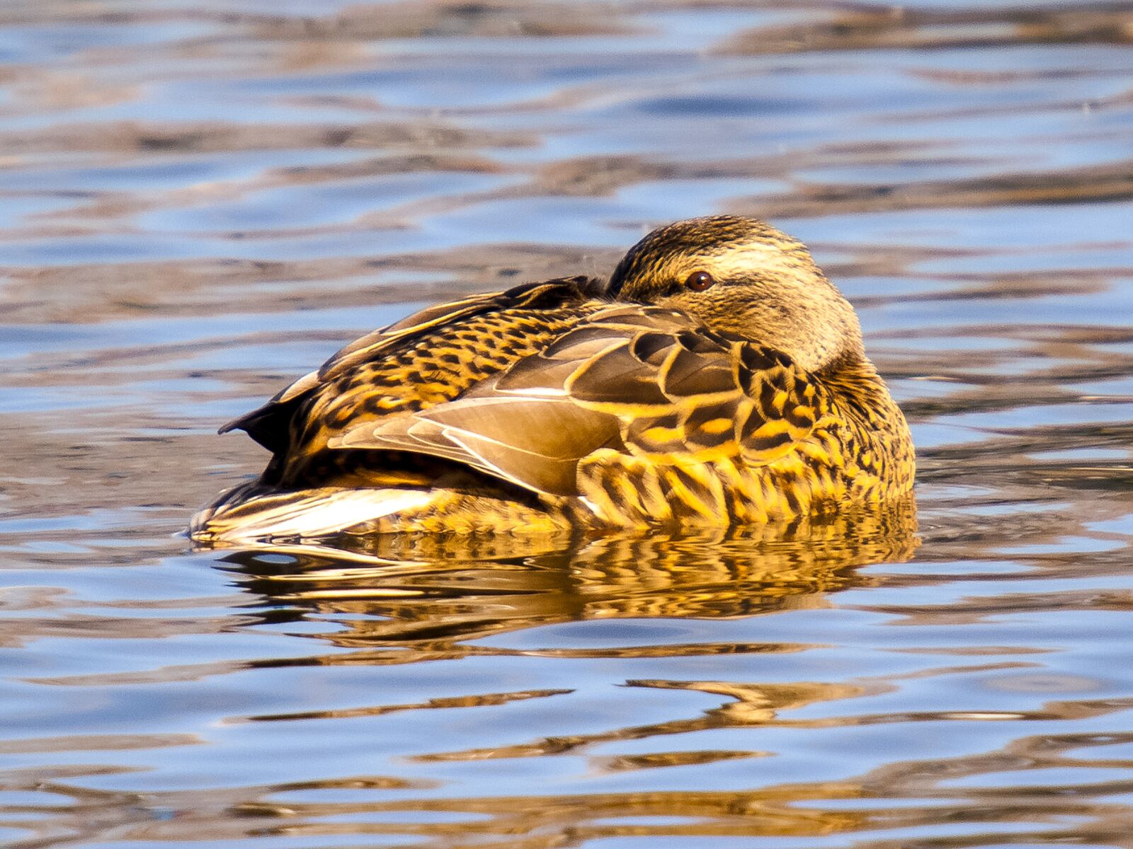 Olympus E-3 sample photo. Mallard, duck, bird photography