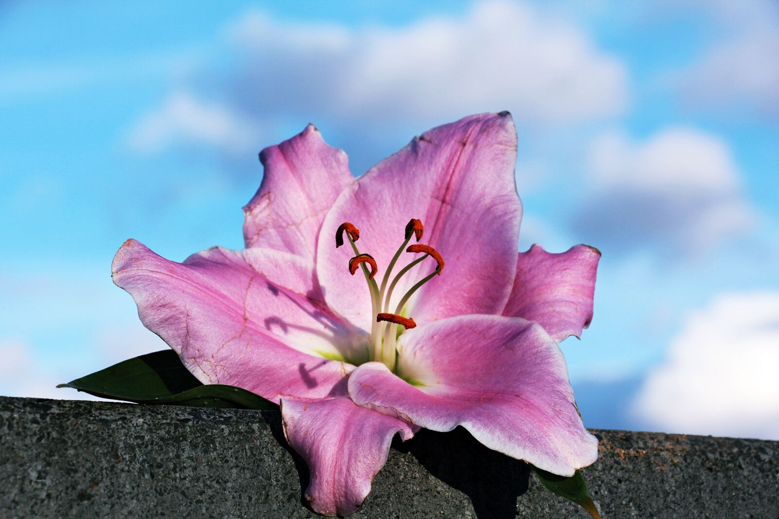 Canon EOS 550D (EOS Rebel T2i / EOS Kiss X4) sample photo. Lily, flower, blossom photography