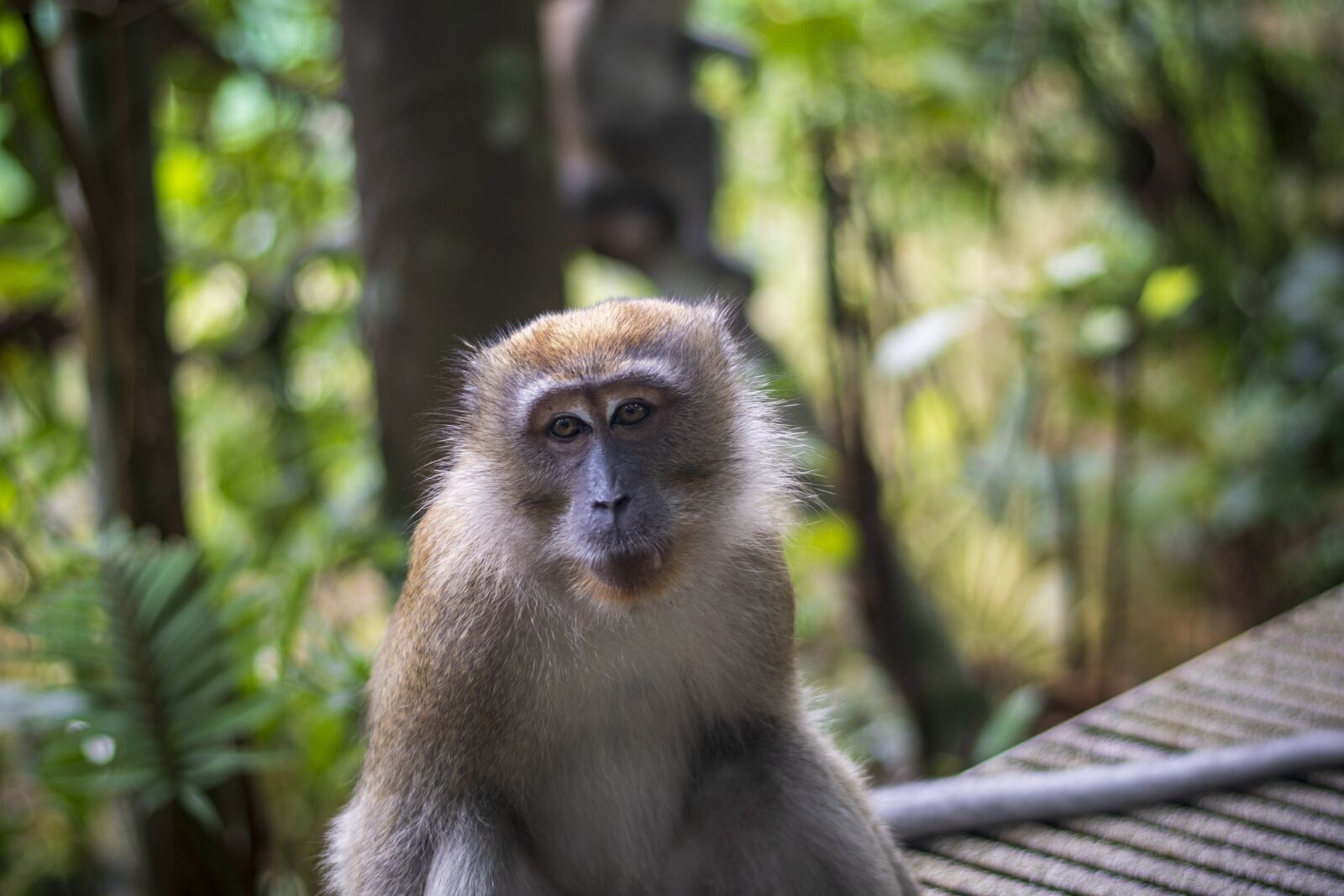 Nikon D7500 sample photo. Monkeys, nature, animals photography