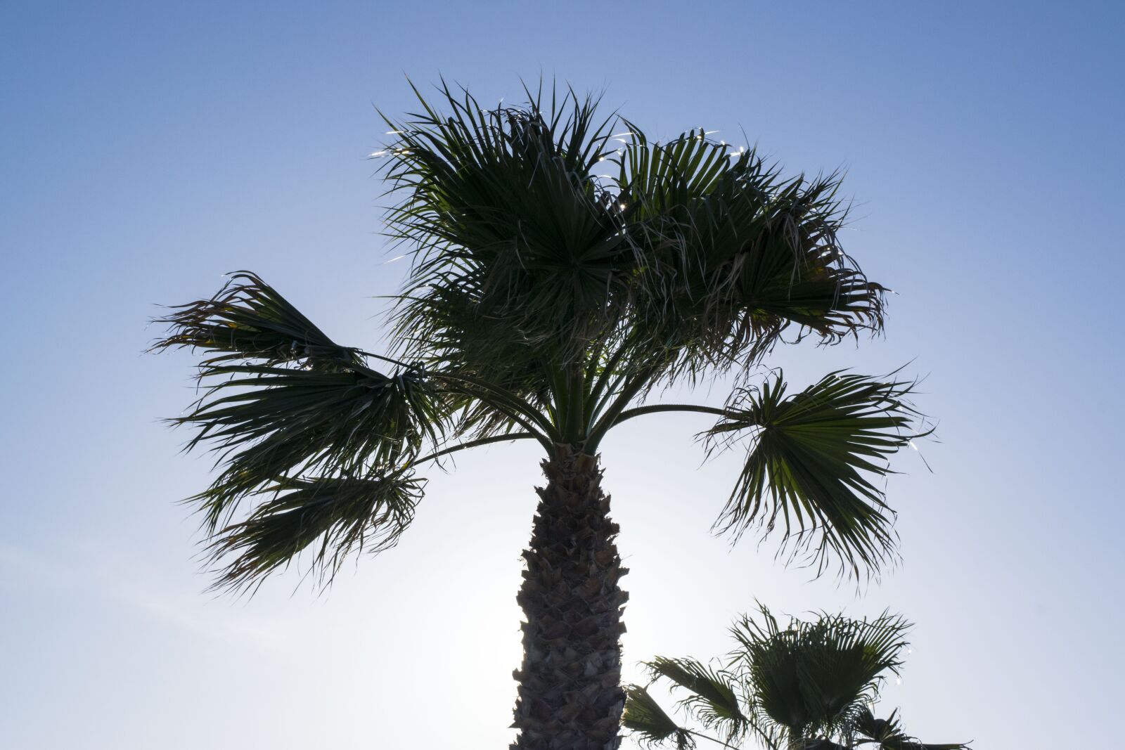 Nikon D5300 sample photo. Palma, sun, palms photography