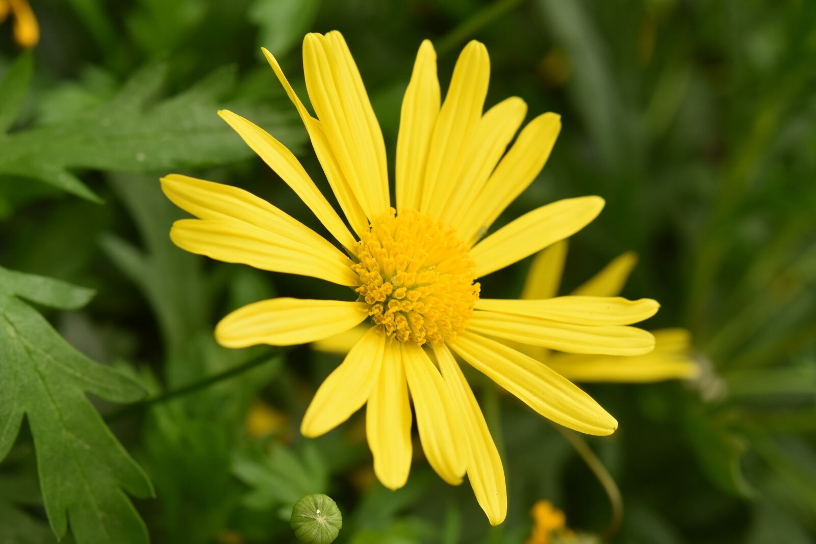 Nikon D5600 sample photo. Flower, yellow petals, margaret photography