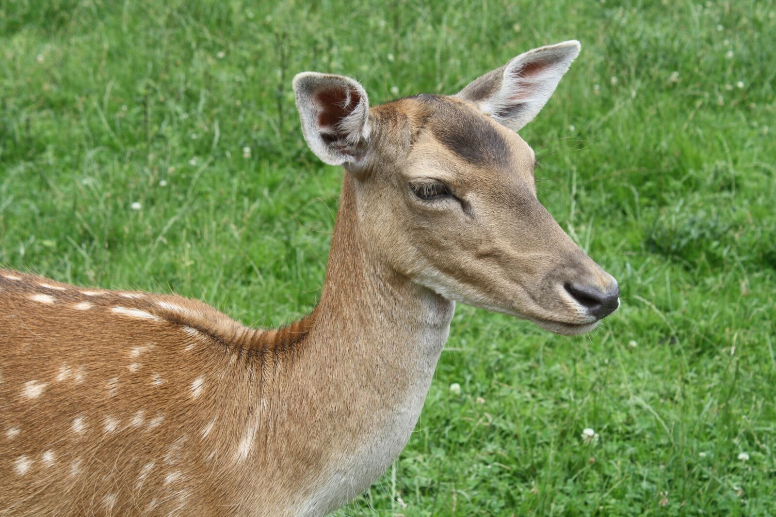 Canon EOS 1000D (EOS Digital Rebel XS / EOS Kiss F) sample photo. Grass, mammal, animal photography