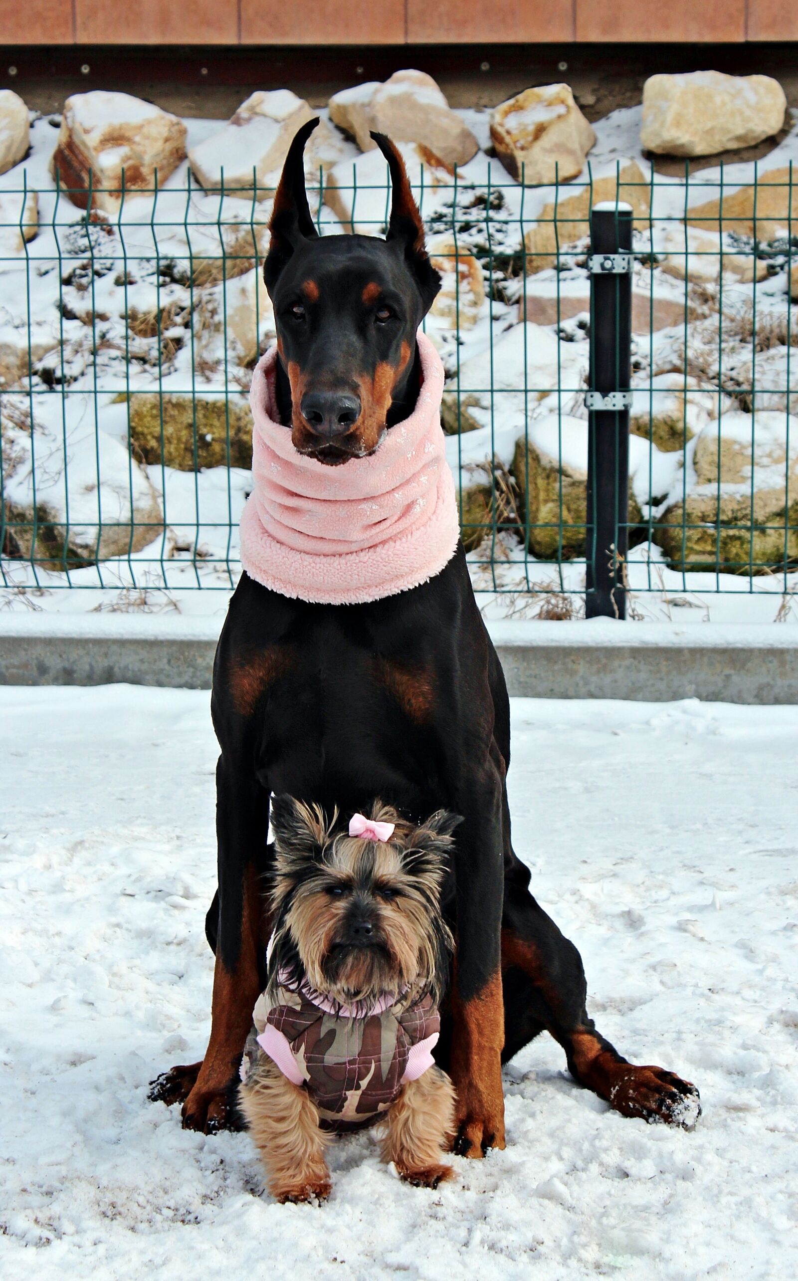 Canon EOS 600D (Rebel EOS T3i / EOS Kiss X5) sample photo. Doberman, yorkie, dog photography