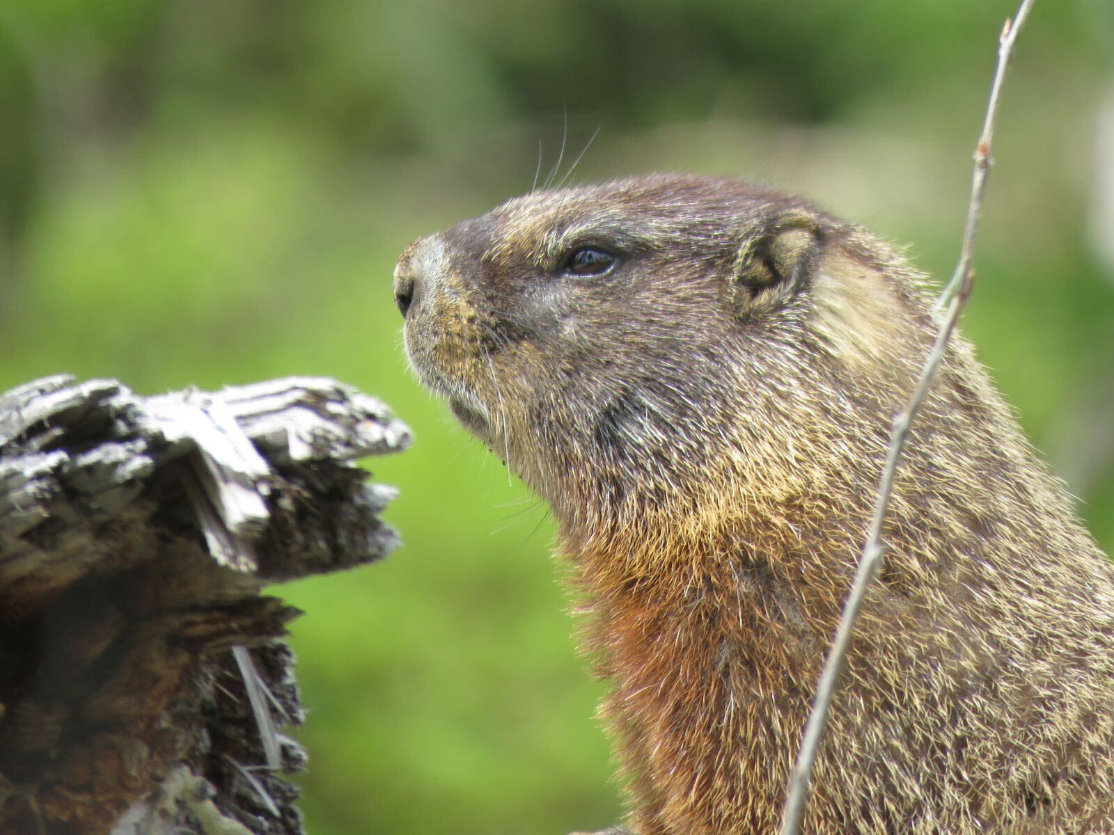 Canon PowerShot SX60 HS sample photo. Rodent, wildlife, hiking photography