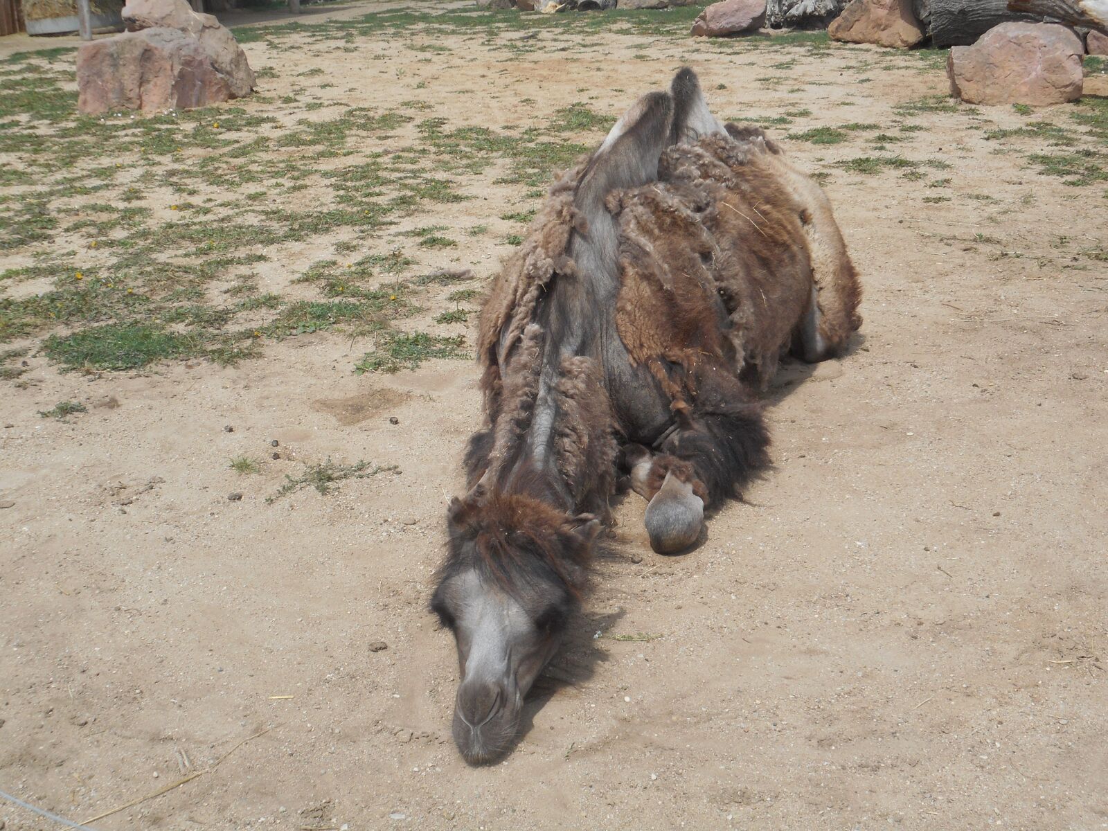 Nikon Coolpix S3600 sample photo. Camel, animal, zoo photography