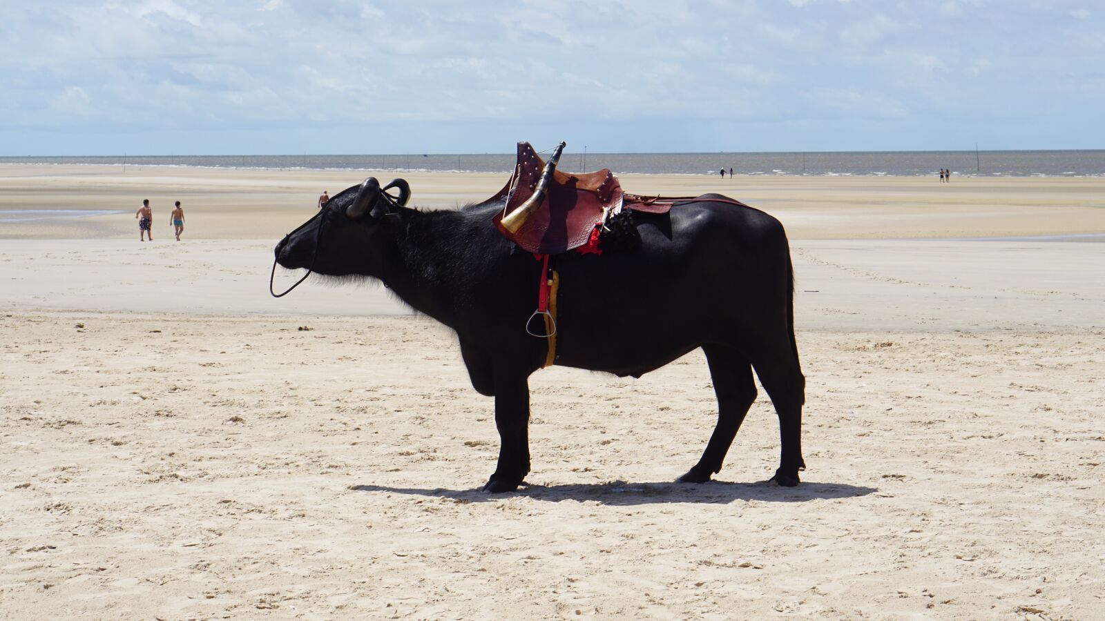 E 50mm F1.8 OSS sample photo. Beach, buffalo, marajó island photography