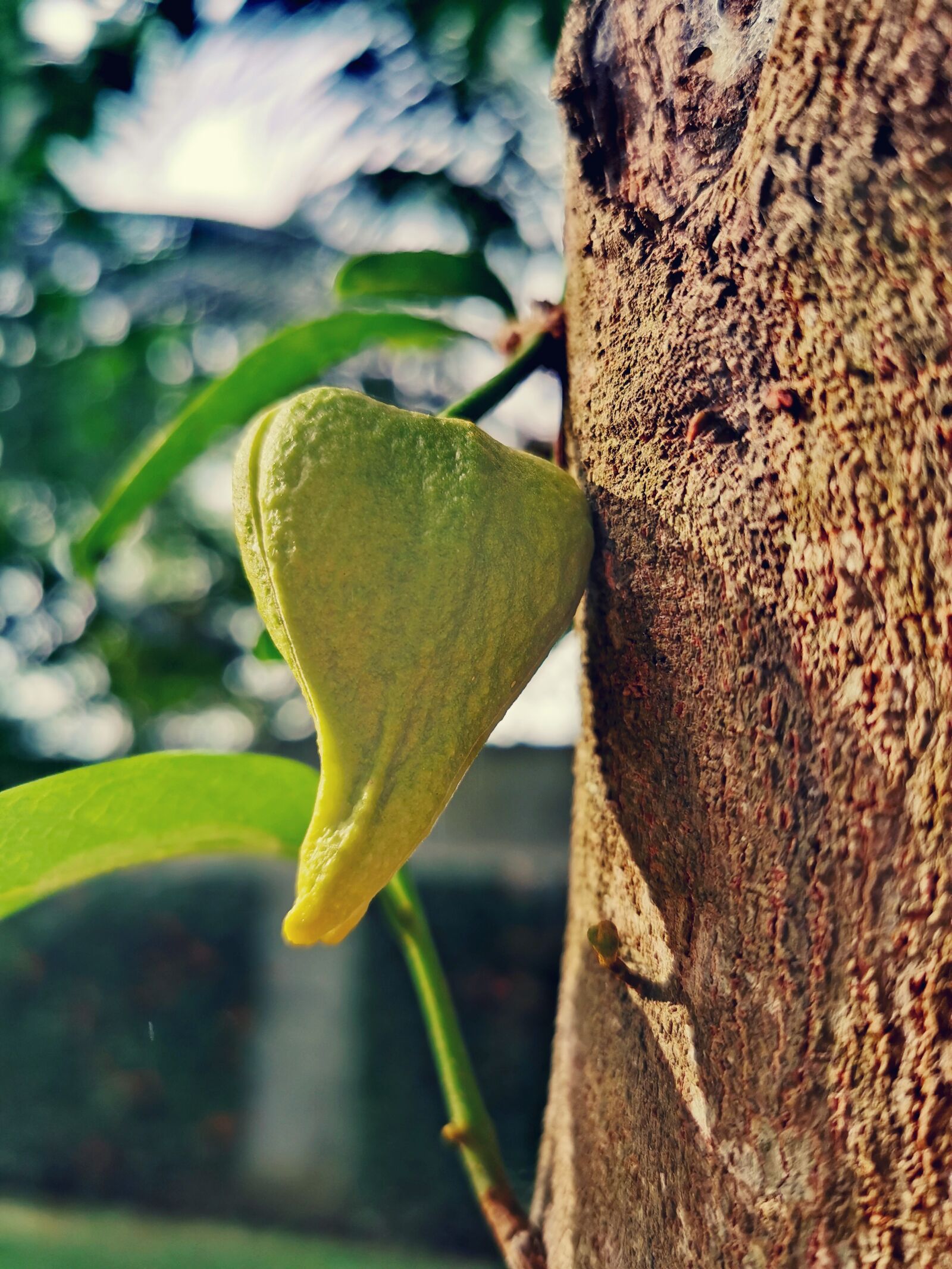 HUAWEI P30 Pro sample photo. Soursop, flower, tree photography
