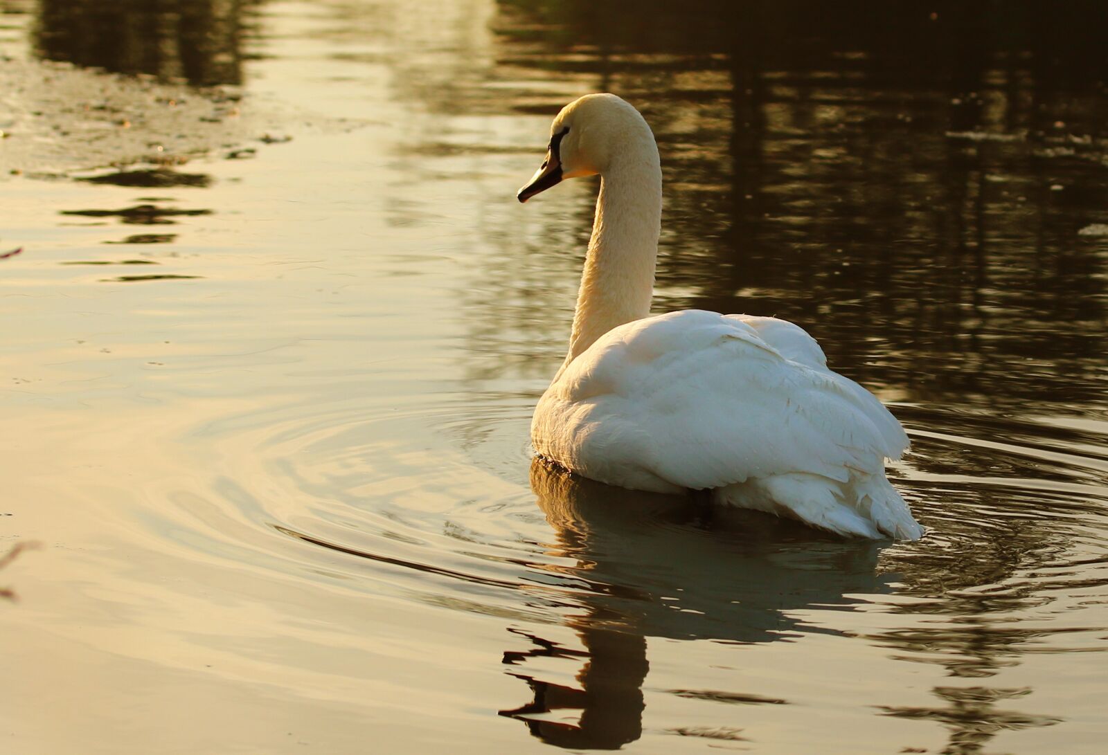 Canon EOS 750D (EOS Rebel T6i / EOS Kiss X8i) + Canon EF-S 60mm F2.8 Macro USM sample photo. Swan, waterfowl, pond photography