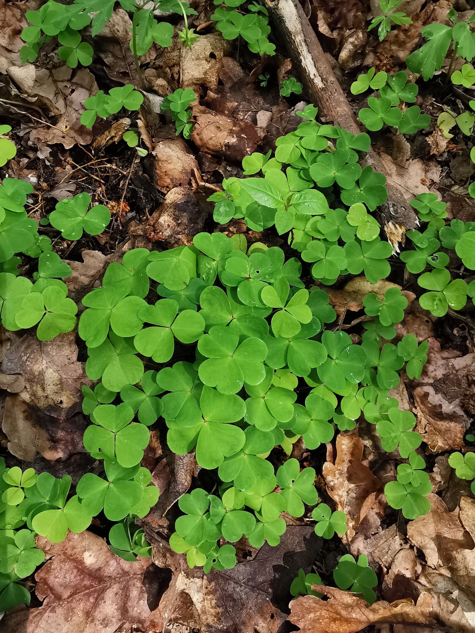 HUAWEI P30 Pro sample photo. Plant, forest, spring photography