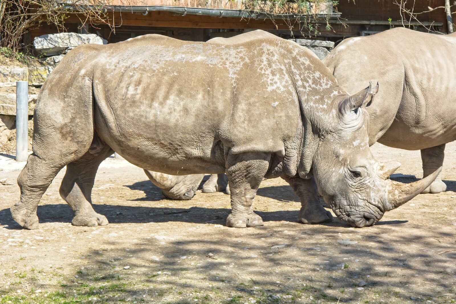 Nikon D7100 sample photo. Rhino, rhinoceros, big game photography