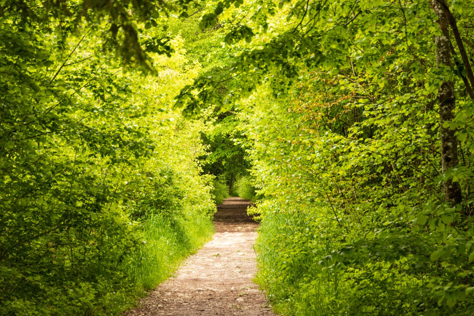 Canon EOS 6D Mark II sample photo. Away, nature, light photography