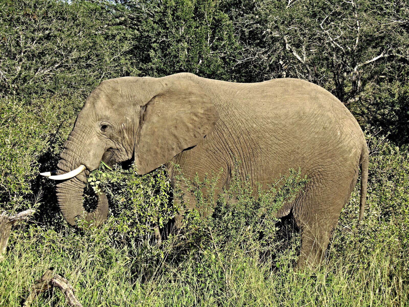 CASIO EX-H5 sample photo. Elephant, savannah, africa photography