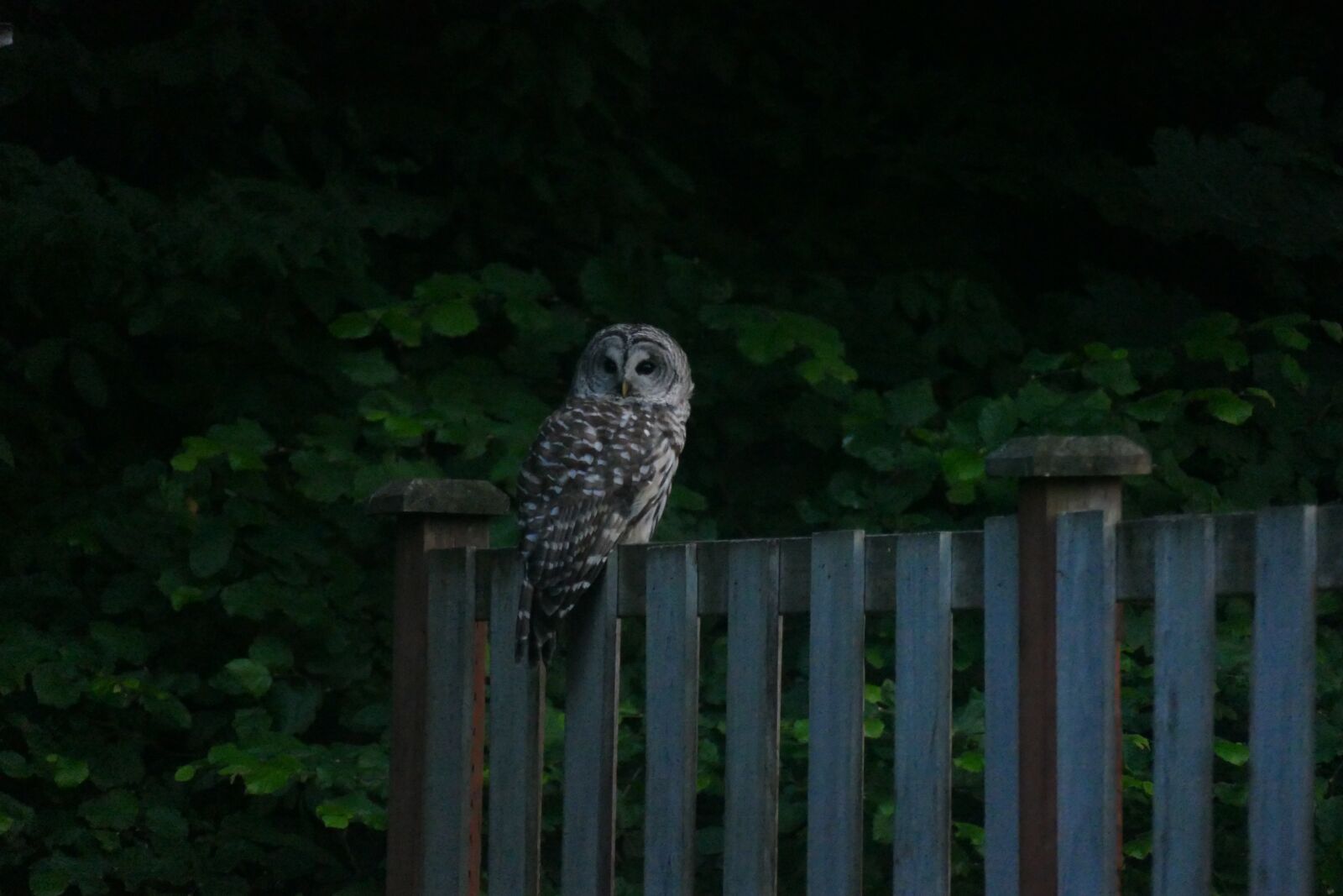 Panasonic Lumix DMC-FZ1000 sample photo. Owl, barred owl, night photography