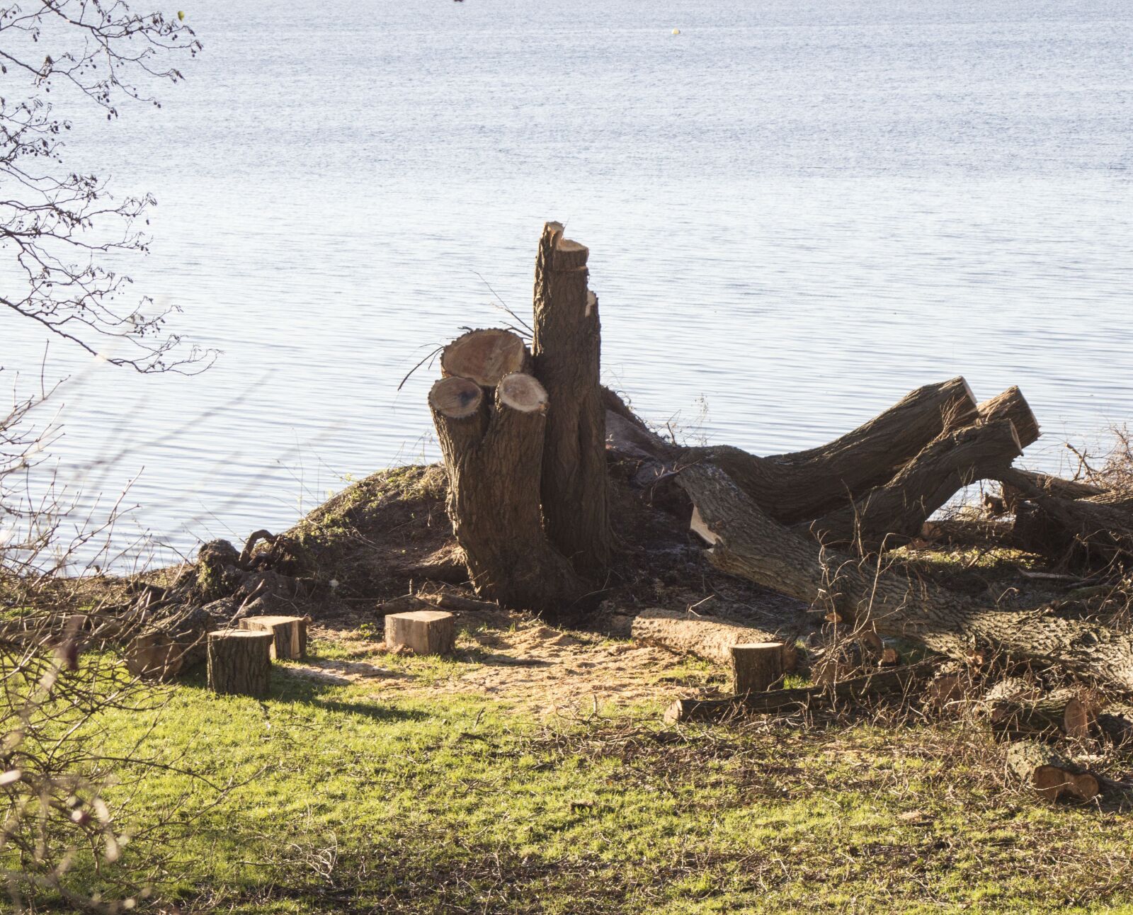 Canon EOS 600D (Rebel EOS T3i / EOS Kiss X5) sample photo. Tree stump, tree, tree photography