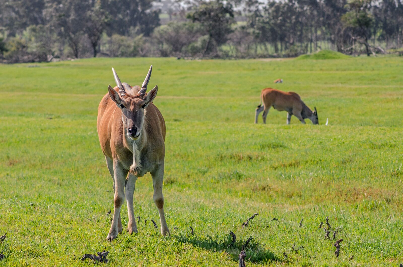 Nikon D7000 sample photo. Eland, antelope, deer photography