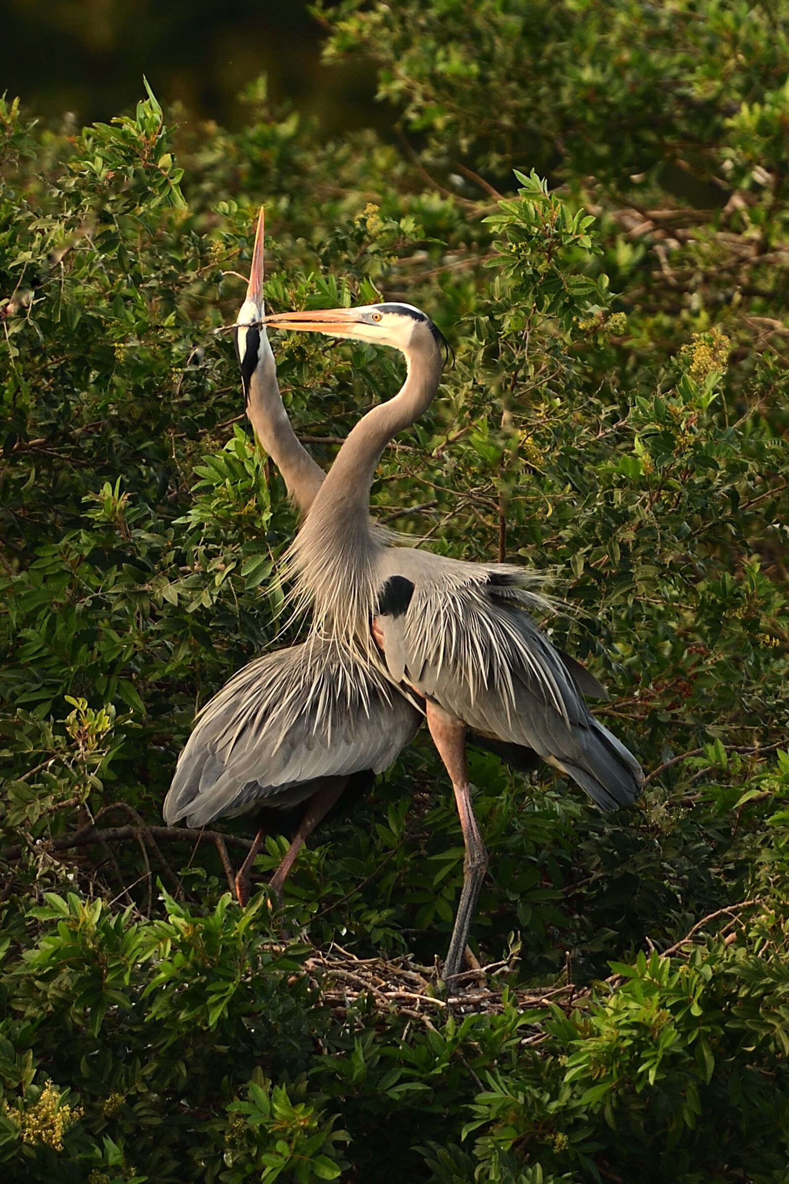 Nikon D500 sample photo. Blue, heron, venice photography