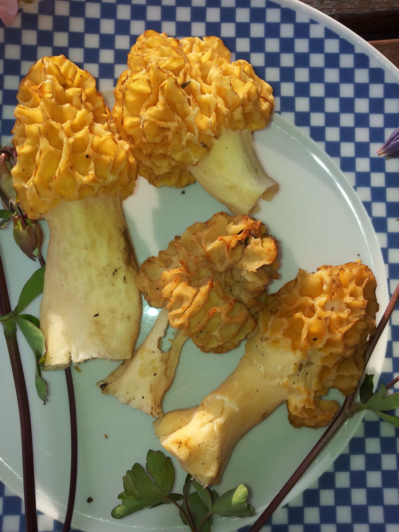 Samsung Galaxy S2 sample photo. Mushroom, morel, close up photography