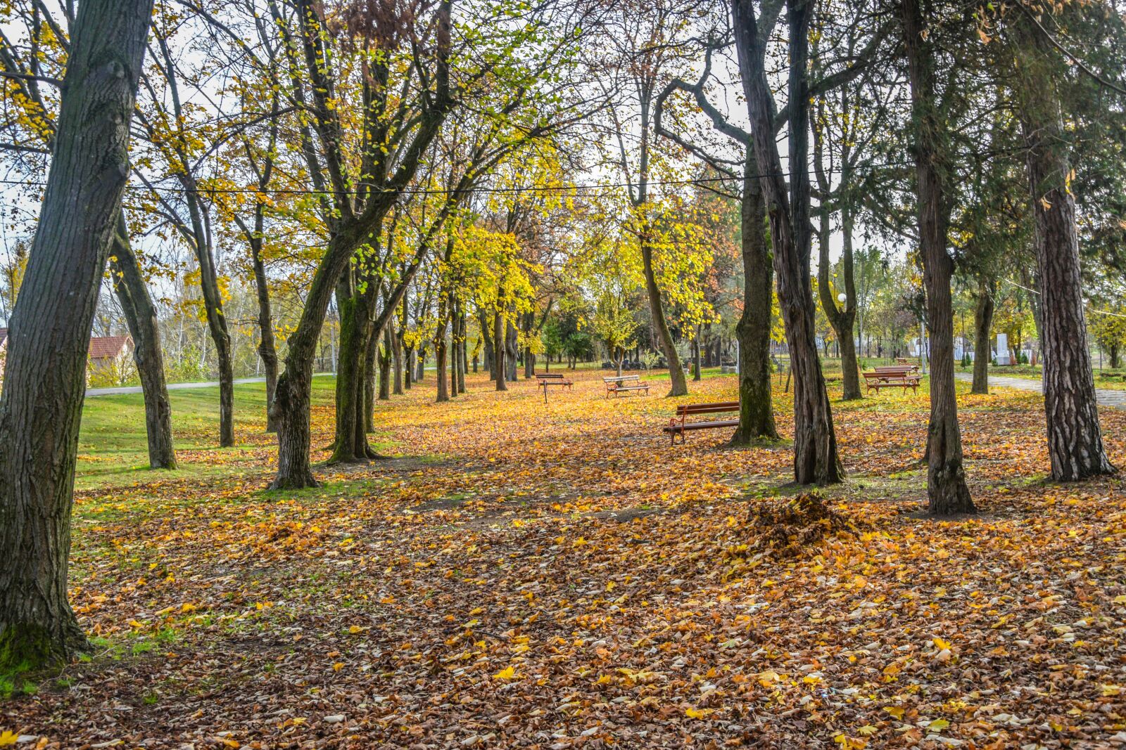 Nikon D3300 sample photo. Nature, autumn, forest photography