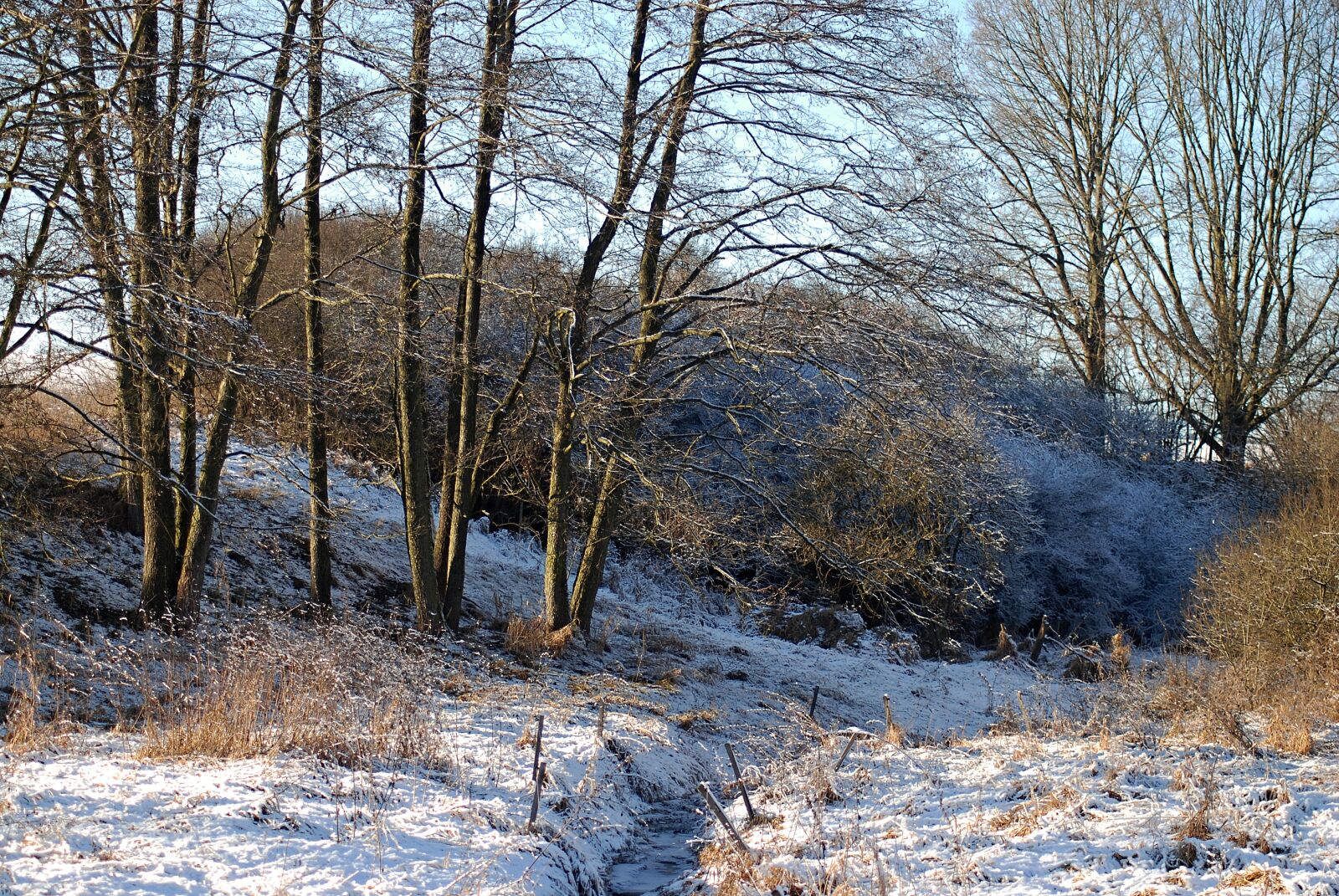 Nikon D80 sample photo. Winter, trees, snow photography
