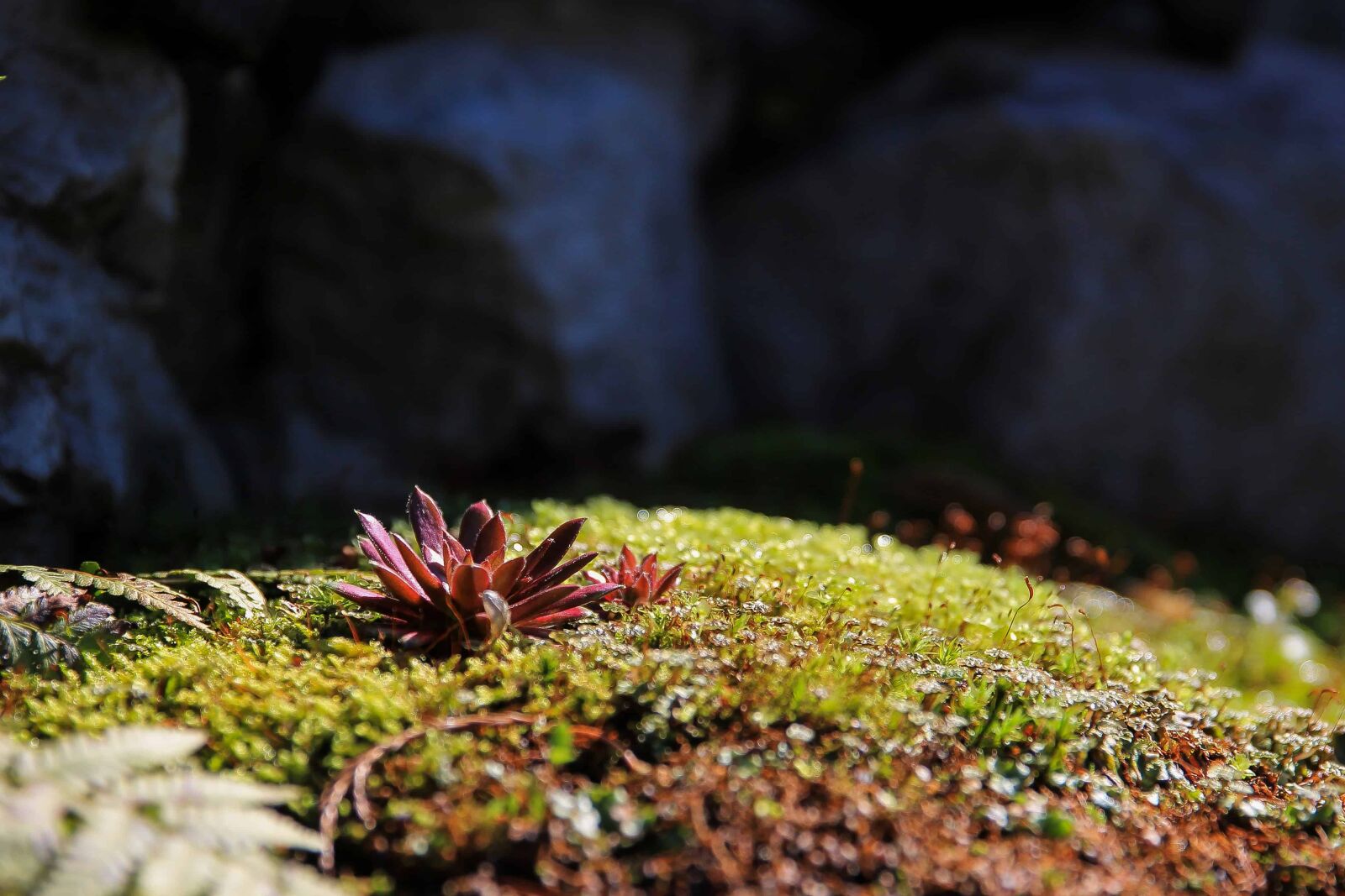 Canon EOS 1100D (EOS Rebel T3 / EOS Kiss X50) sample photo. Nature, flower, plant, leaf photography