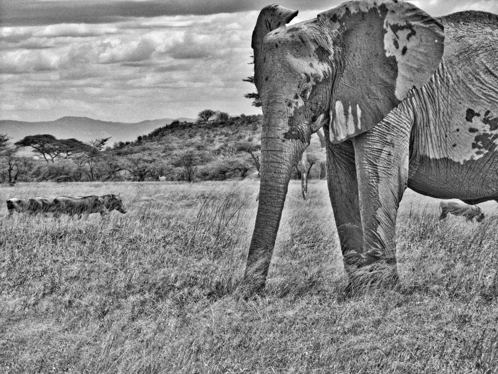Canon PowerShot SX210 IS sample photo. Elephant photography