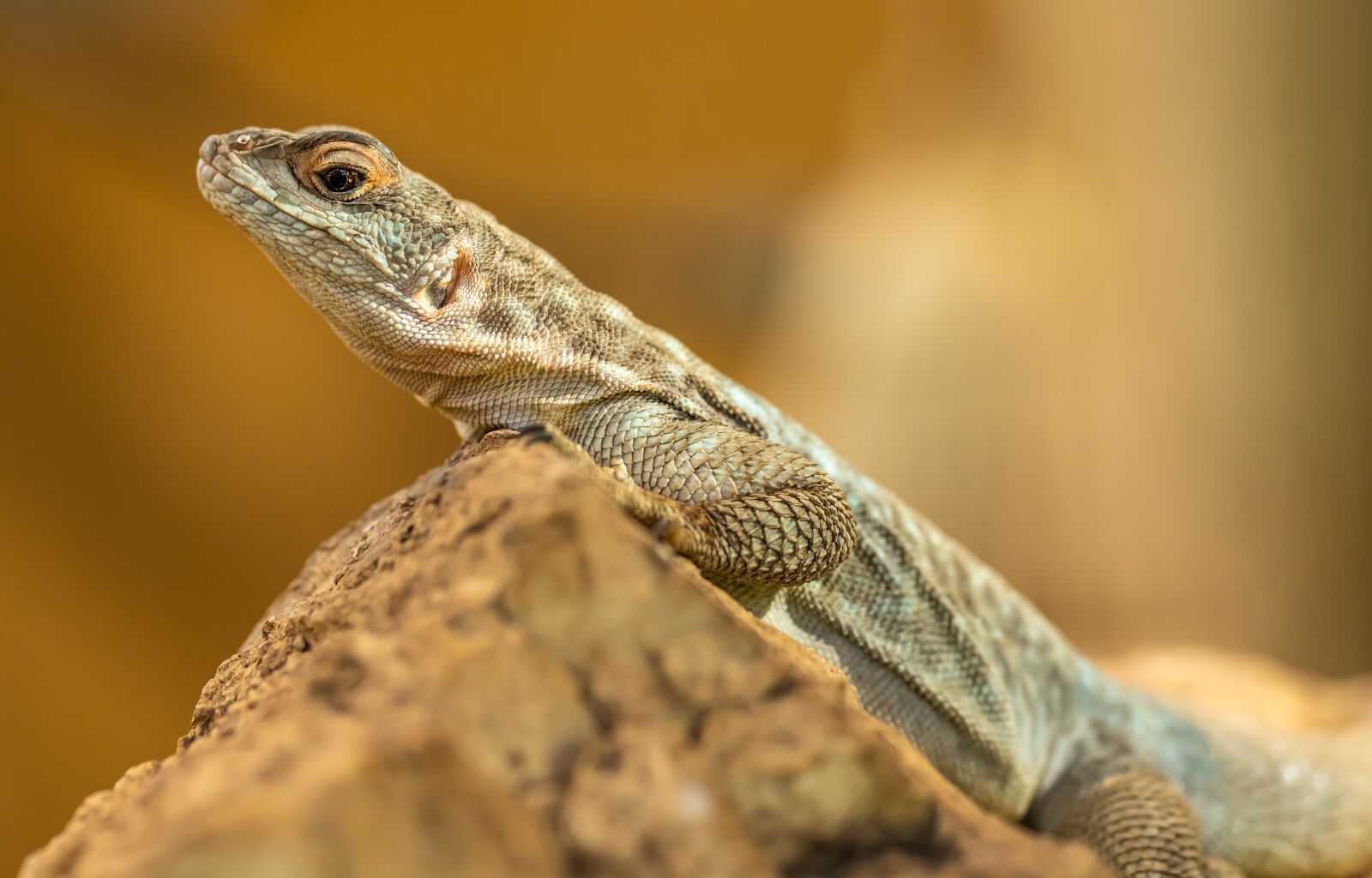 Nikon D850 sample photo. Lizard, leguánek, reptile photography