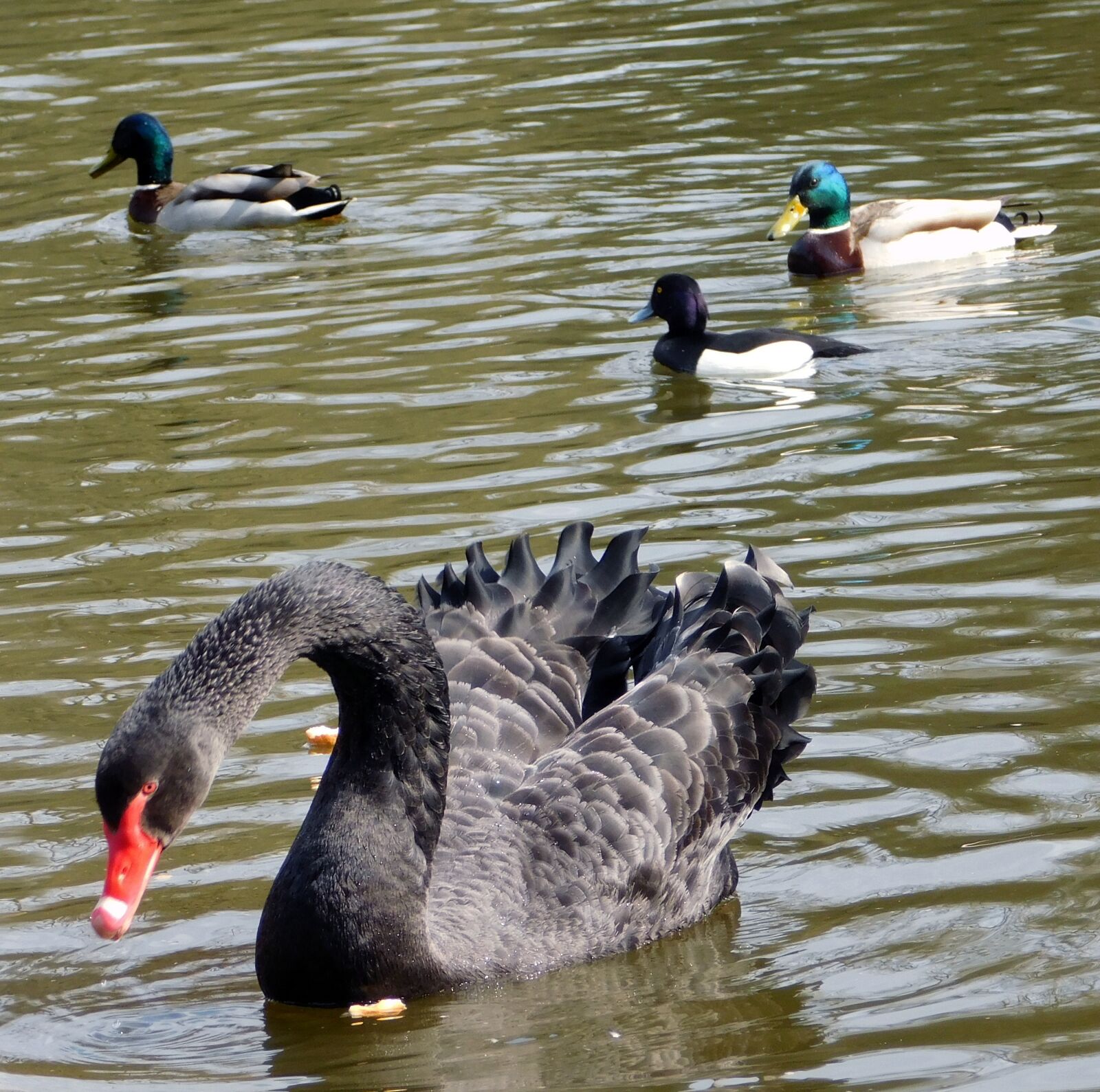 Nikon Coolpix L840 sample photo. Swan, black swan, ducks photography