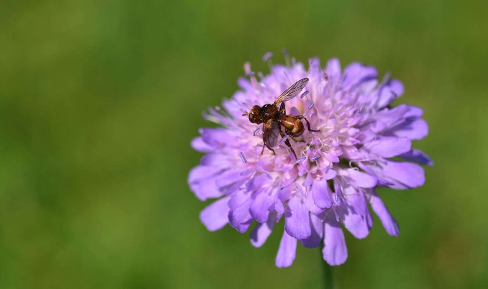 Nikon D750 sample photo. Flower, blossom, bloom photography