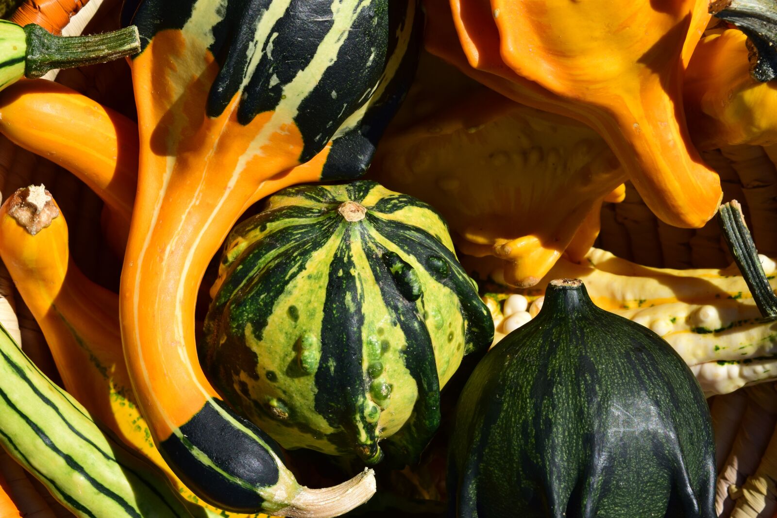 Nikon D3300 sample photo. Pumpkin, gourd, autumn photography