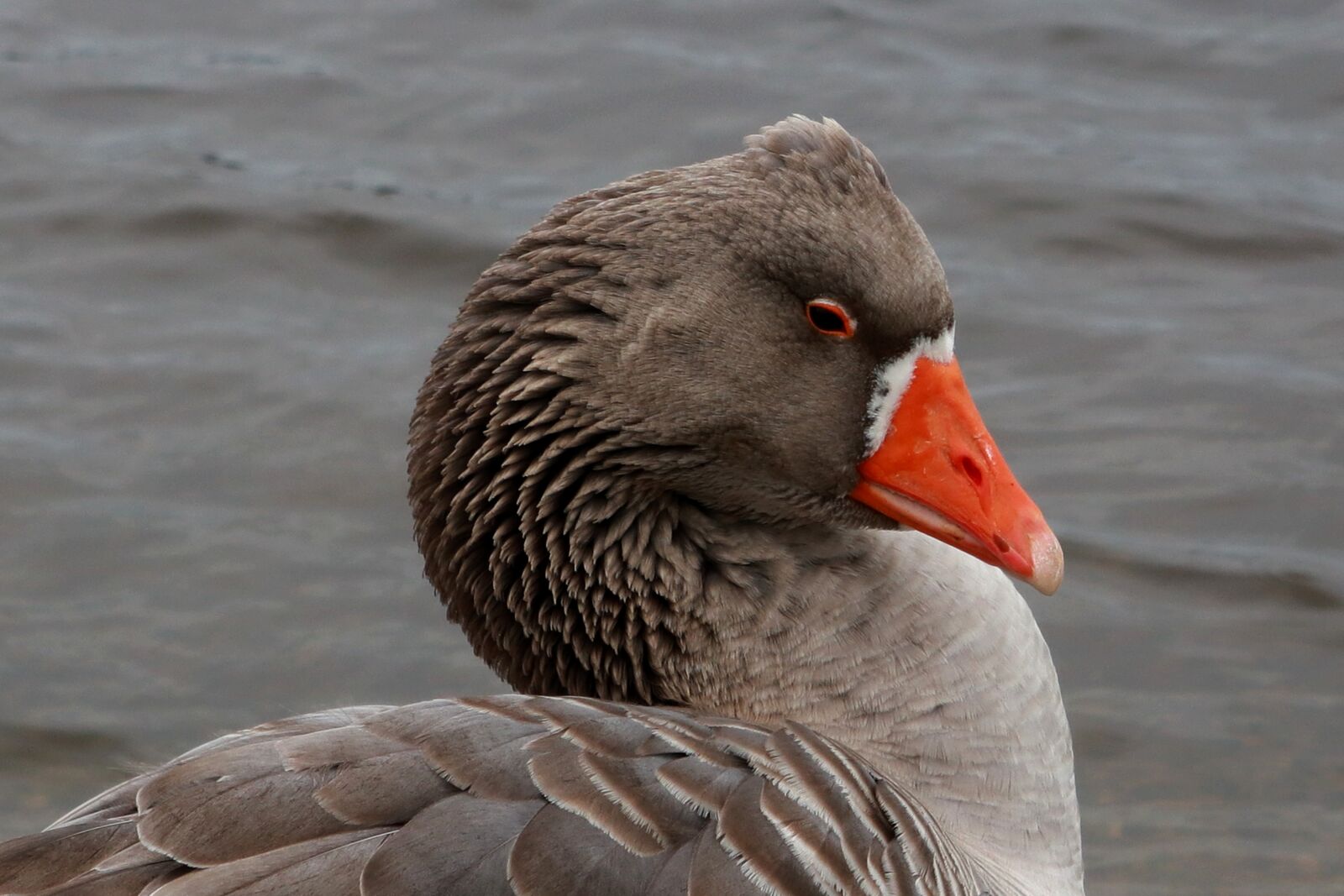 Canon PowerShot G1 X Mark III sample photo. Animal, goose, birds photography